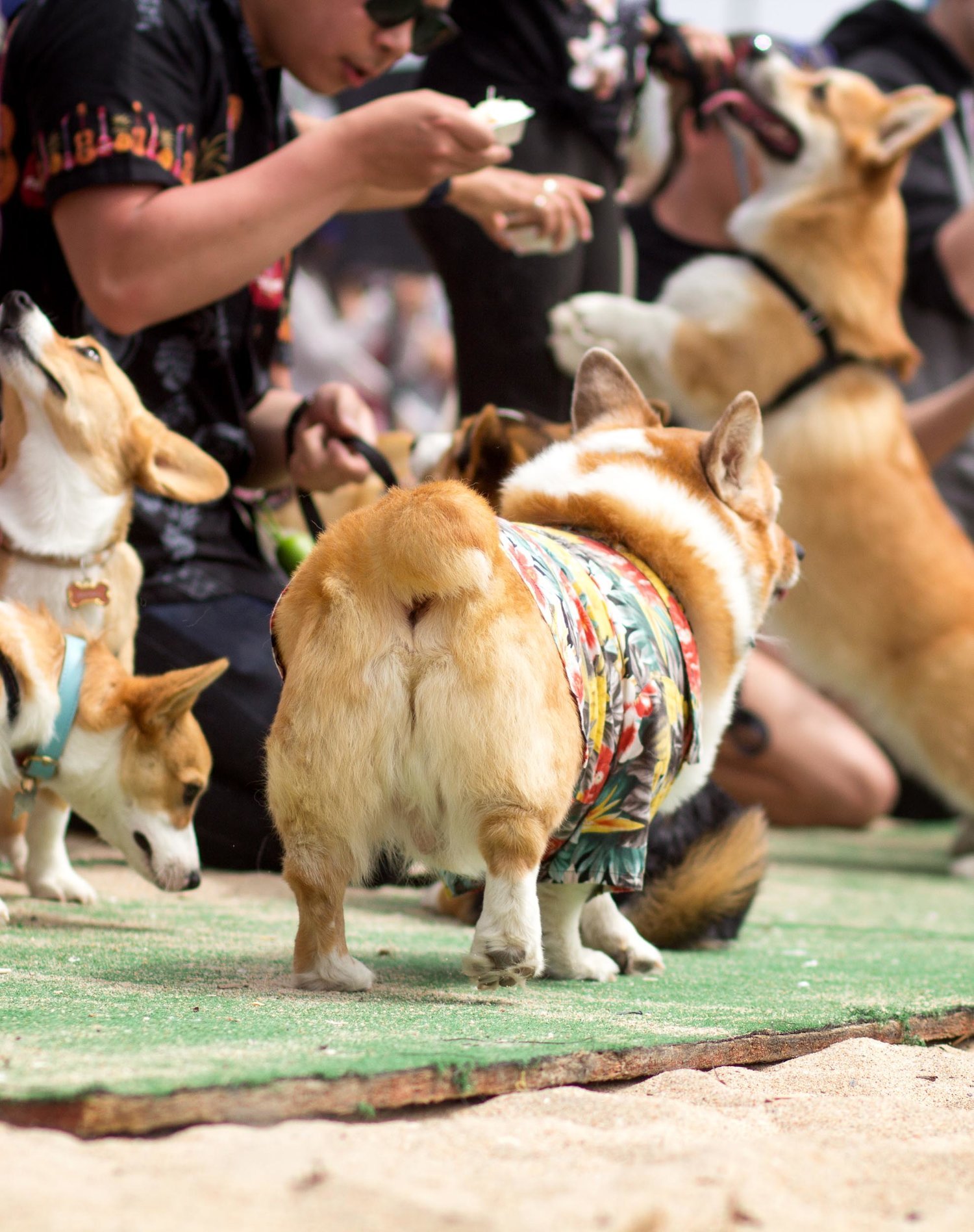 Orange-County-Dog-Photography-Pet-Huntington-Dog-Beach-SoCal-Corgi-Beach-Day_Steamer-Lee_033.JPG