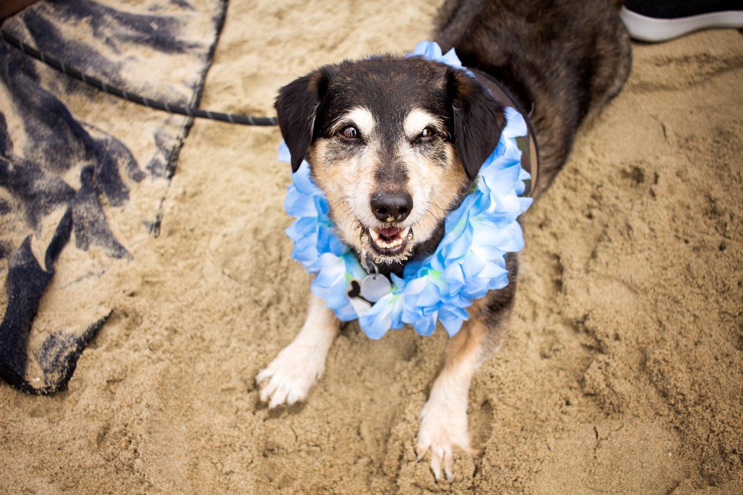 Orange-County-Dog-Photography-Pet-Huntington-Dog-Beach-SoCal-Corgi-Beach-Day_Steamer-Lee_029.JPG