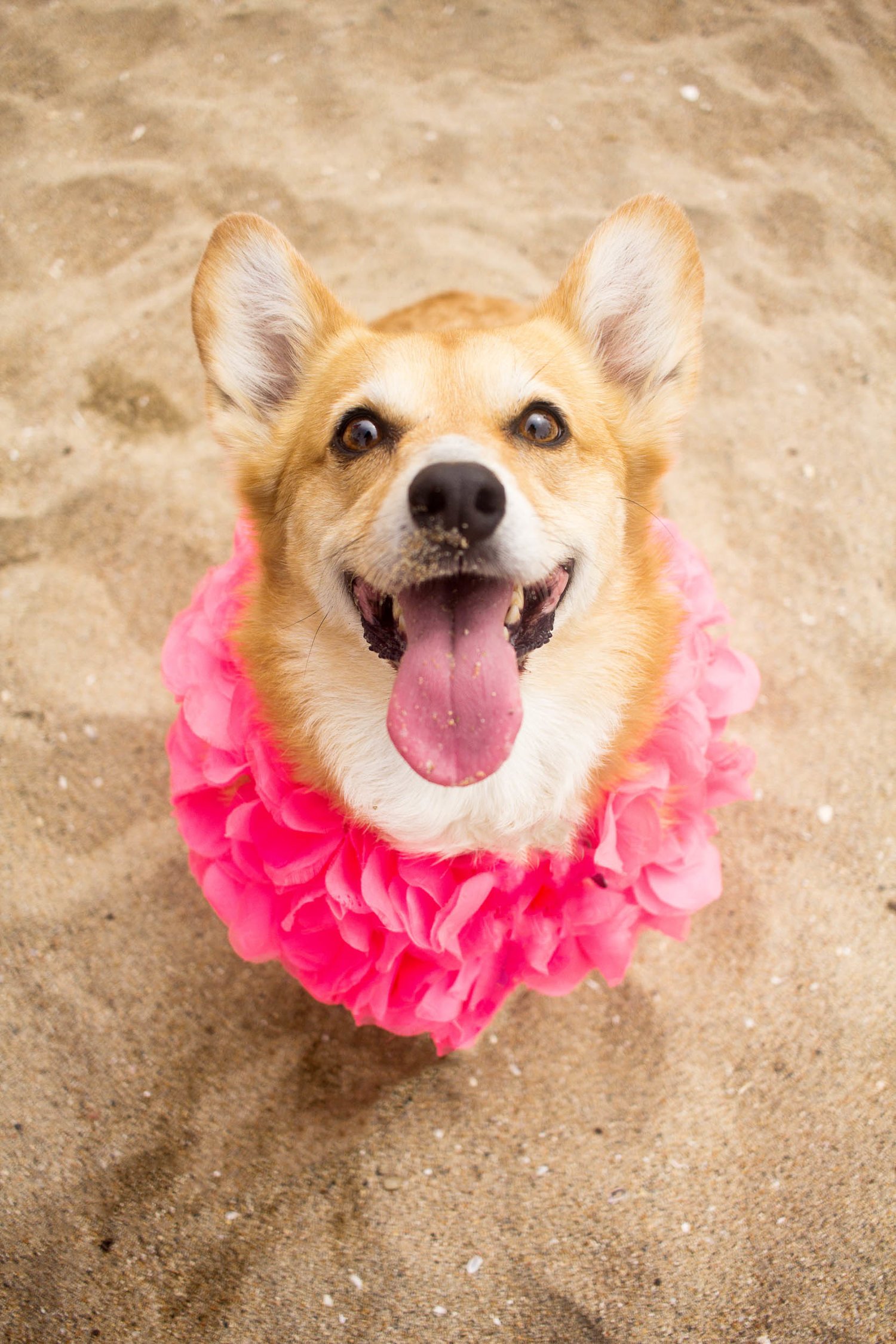 Orange-County-Dog-Photography-Pet-Huntington-Dog-Beach-SoCal-Corgi-Beach-Day_Steamer-Lee_030.JPG
