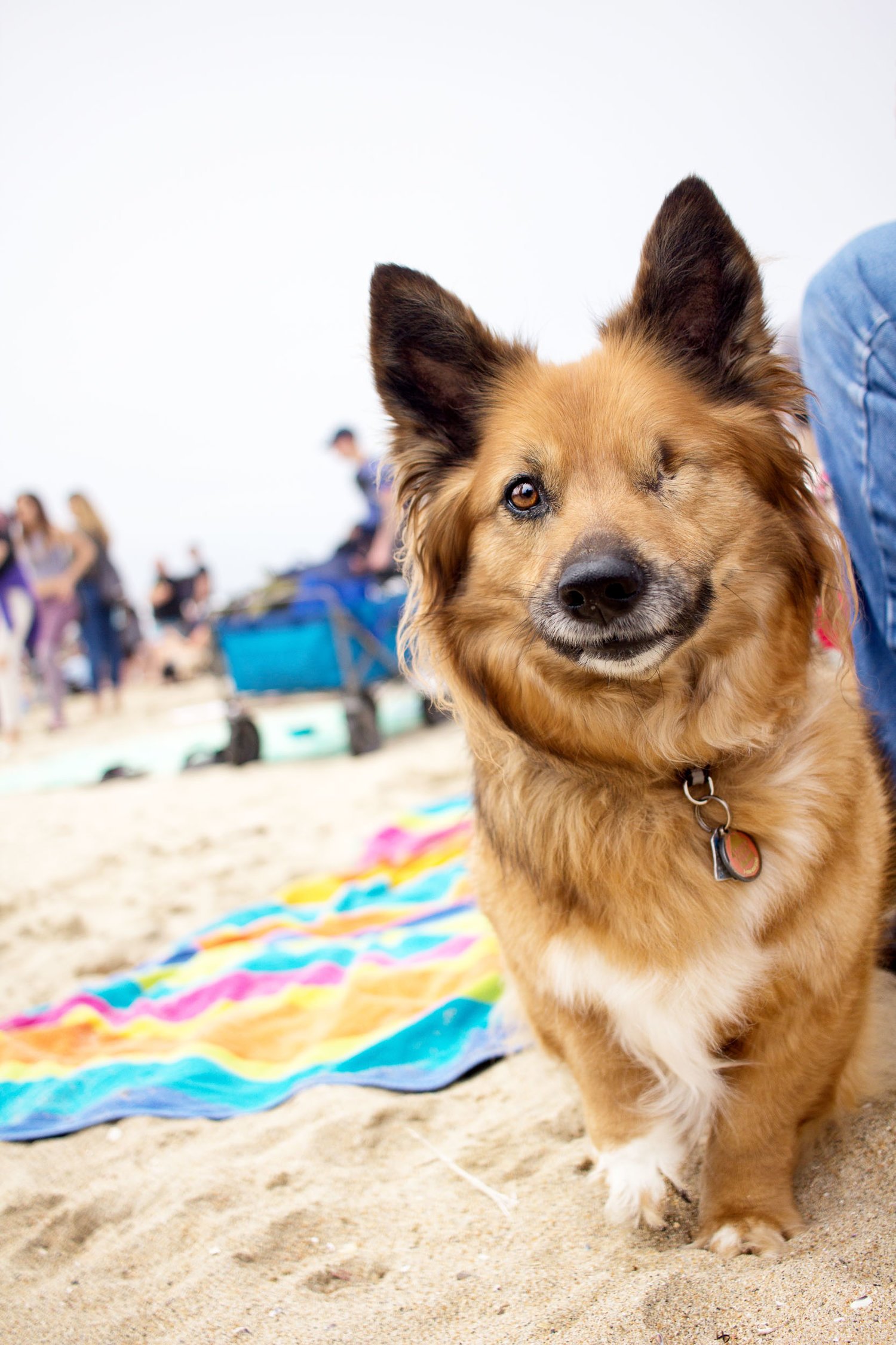 Orange-County-Dog-Photography-Pet-Huntington-Dog-Beach-SoCal-Corgi-Beach-Day_Steamer-Lee_025.JPG