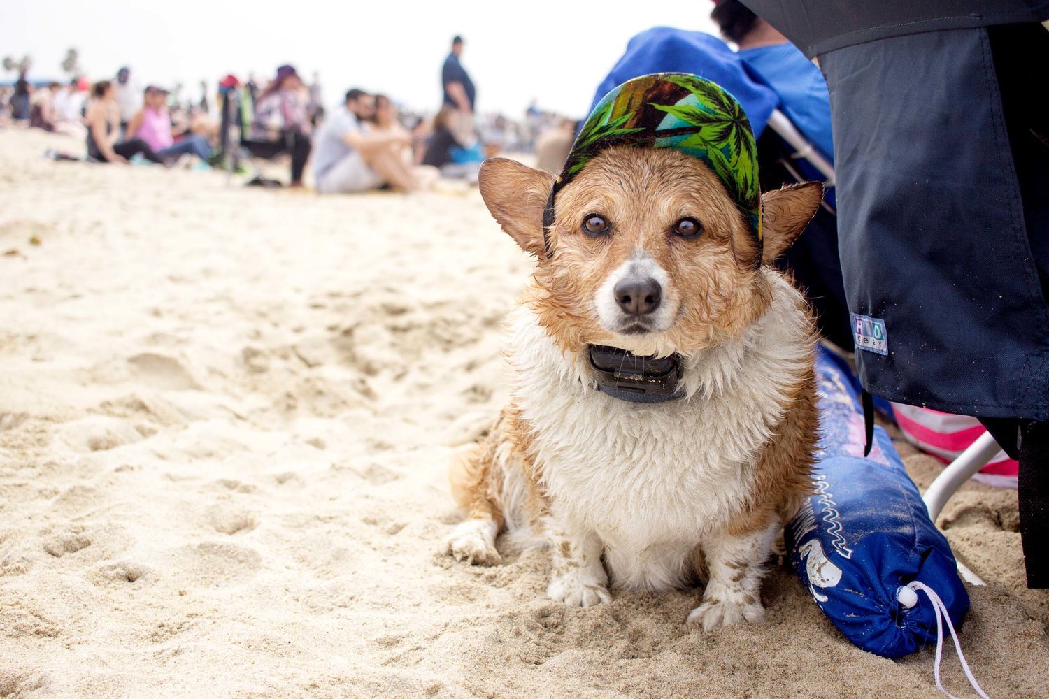 Orange-County-Dog-Photography-Pet-Huntington-Dog-Beach-SoCal-Corgi-Beach-Day_Steamer-Lee_016.JPG