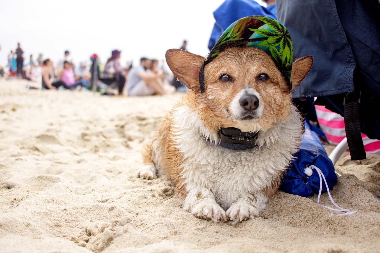 Orange-County-Dog-Photography-Pet-Huntington-Dog-Beach-SoCal-Corgi-Beach-Day_Steamer-Lee_017.JPG