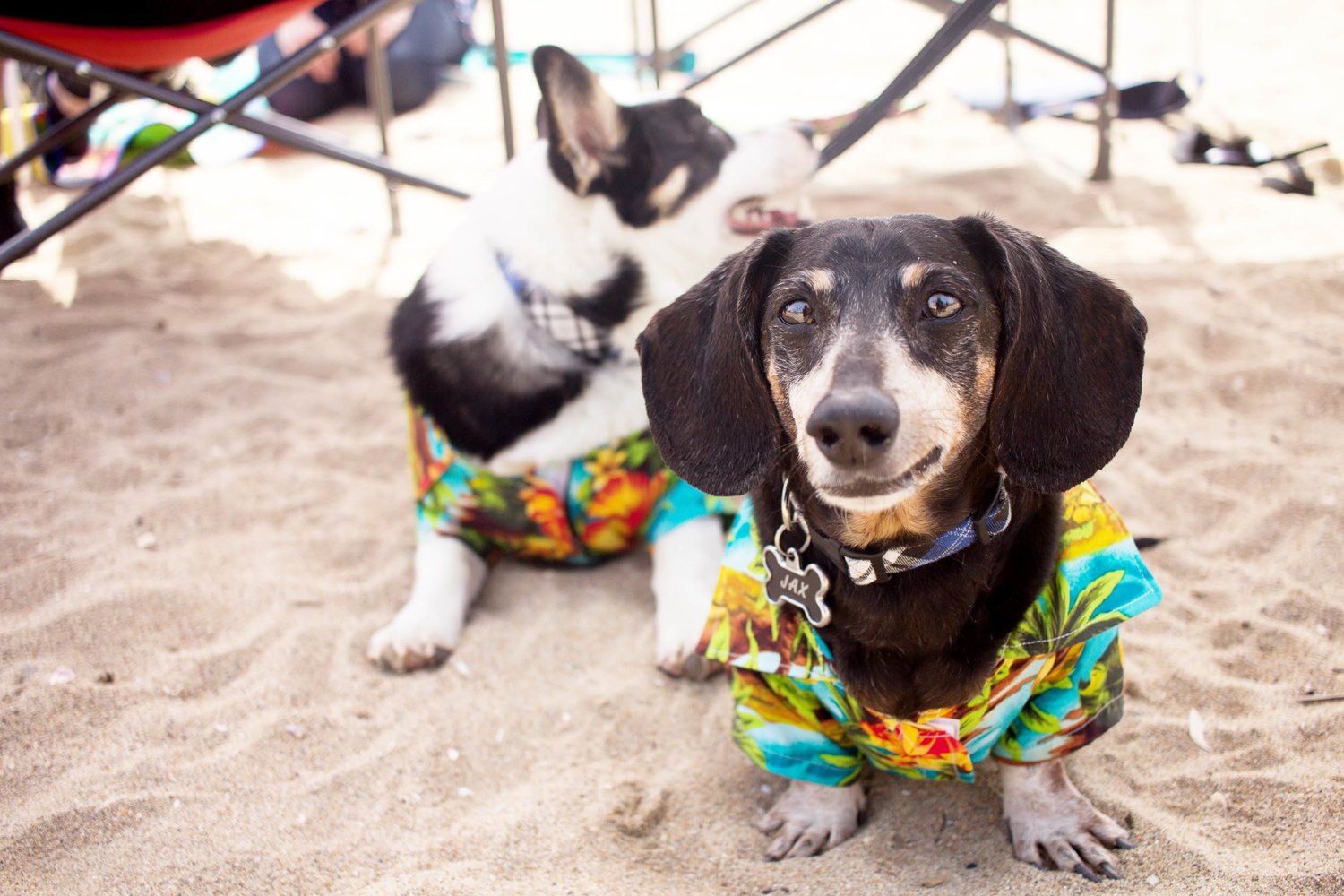 Orange-County-Dog-Photography-Pet-Huntington-Dog-Beach-SoCal-Corgi-Beach-Day_Steamer-Lee_018.JPG