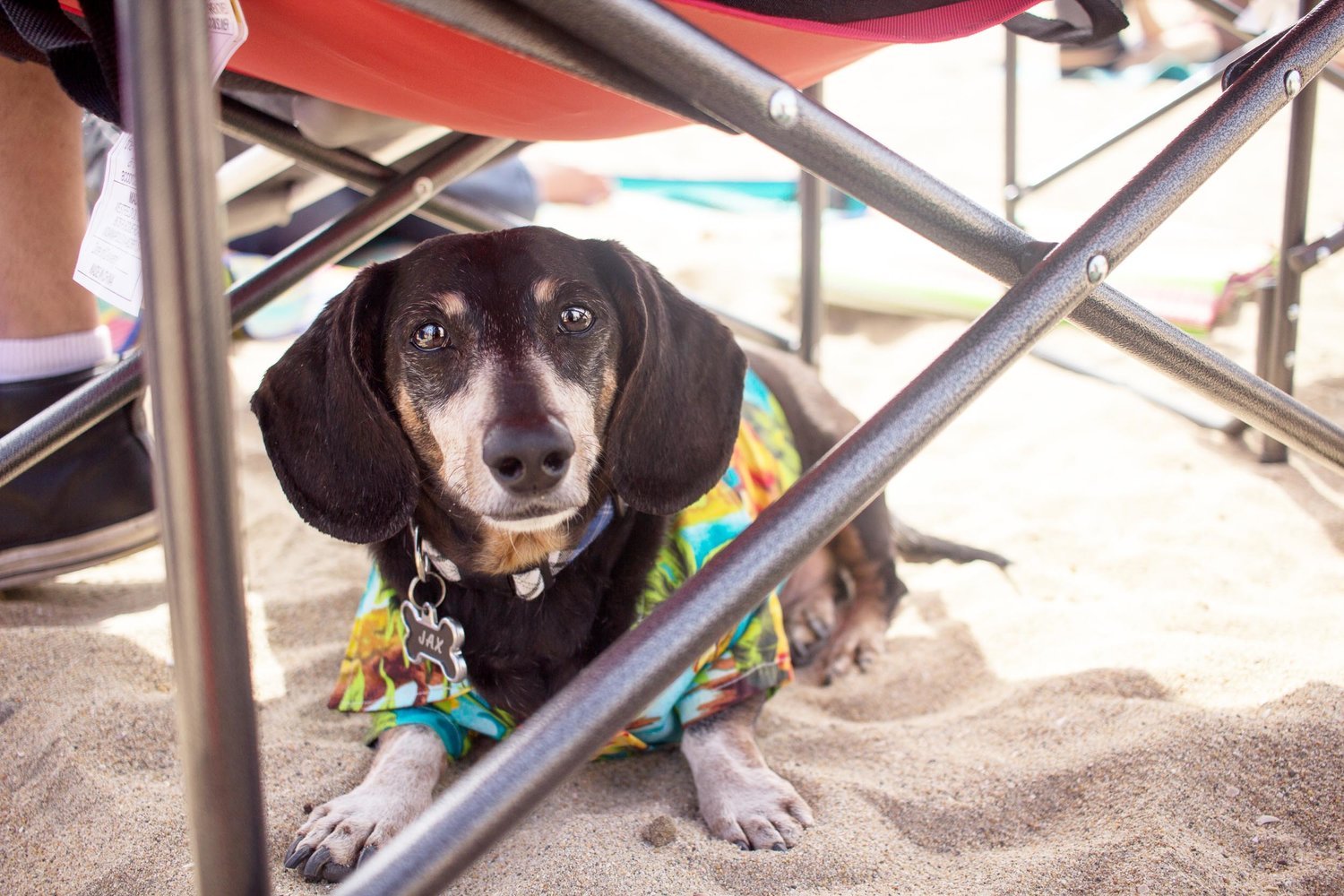Orange-County-Dog-Photography-Pet-Huntington-Dog-Beach-SoCal-Corgi-Beach-Day_Steamer-Lee_021.JPG