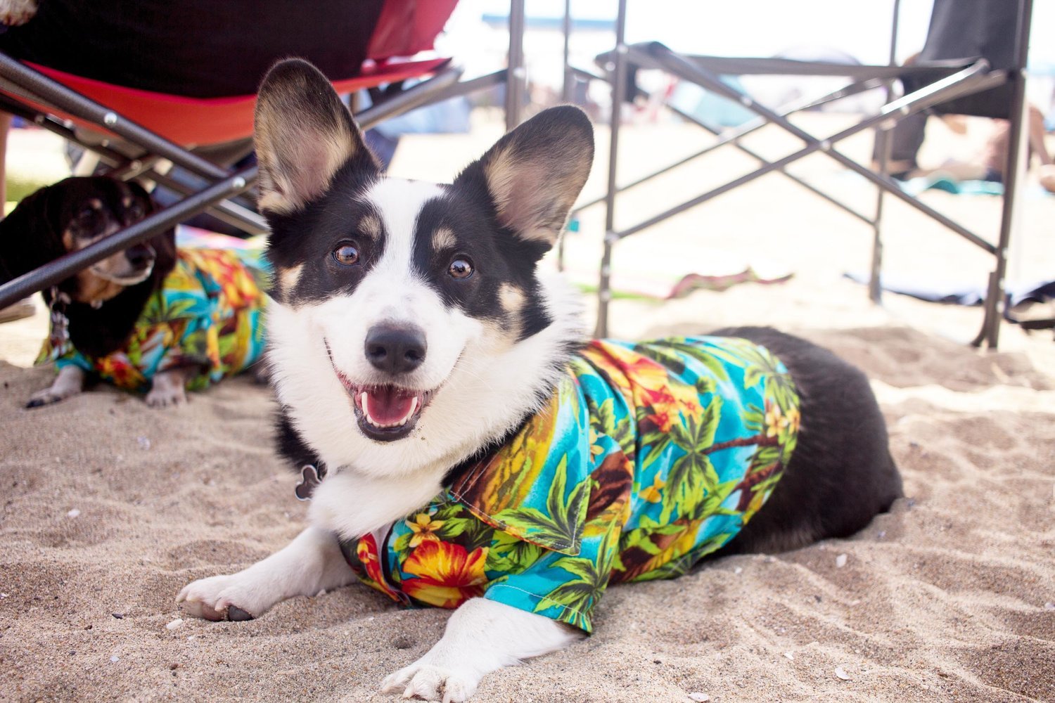 Orange-County-Dog-Photography-Pet-Huntington-Dog-Beach-SoCal-Corgi-Beach-Day_Steamer-Lee_020.JPG