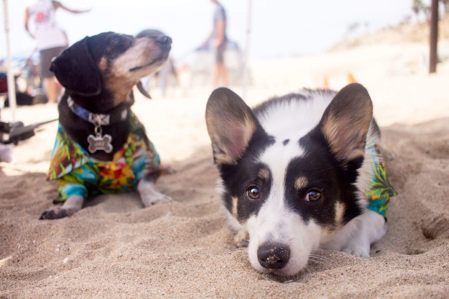 Orange-County-Dog-Photography-Pet-Huntington-Dog-Beach-SoCal-Corgi-Beach-Day_Steamer-Lee_022.JPG