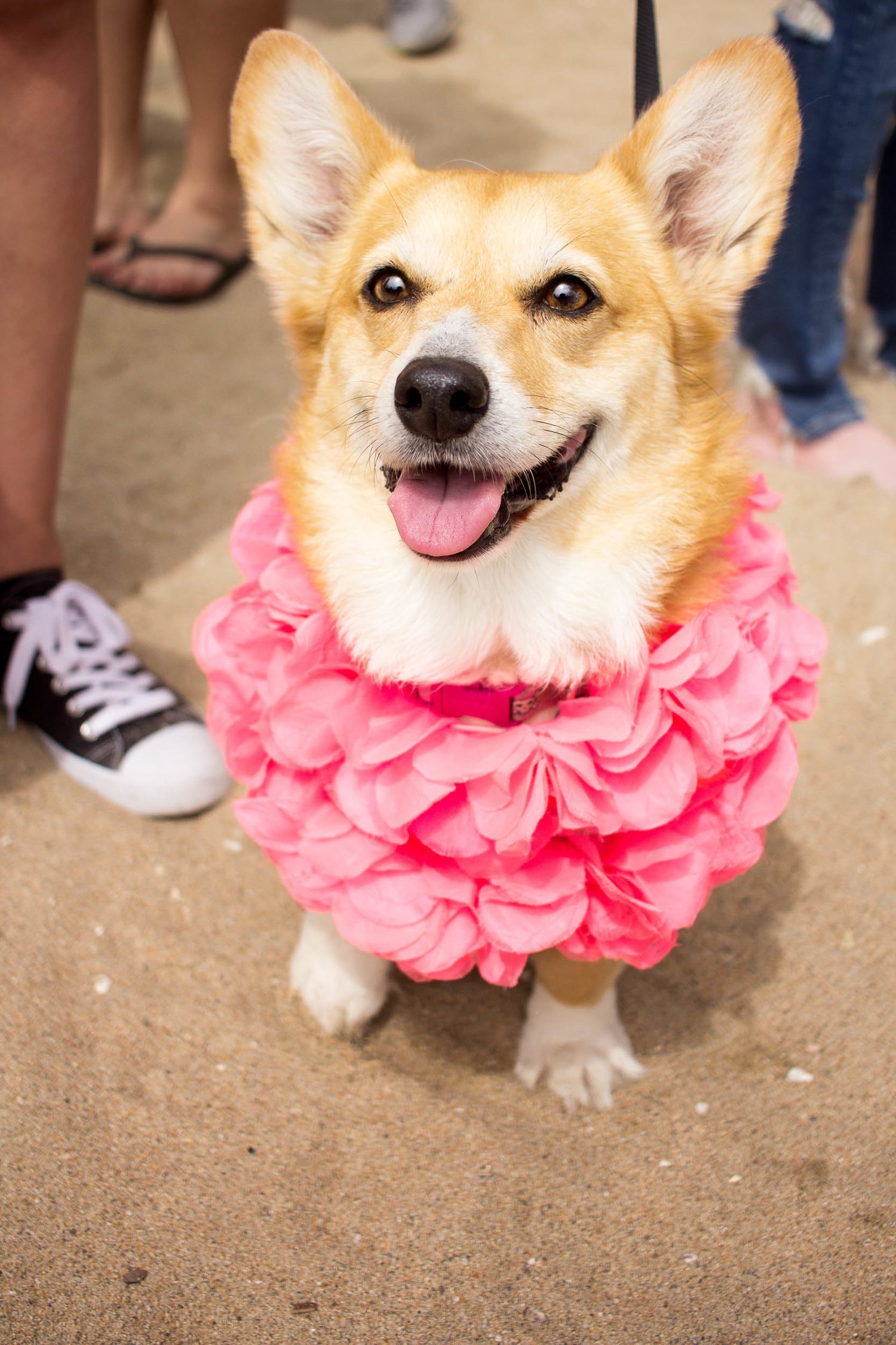 Orange-County-Dog-Photography-Pet-Huntington-Dog-Beach-SoCal-Corgi-Beach-Day_Steamer-Lee_010.JPG