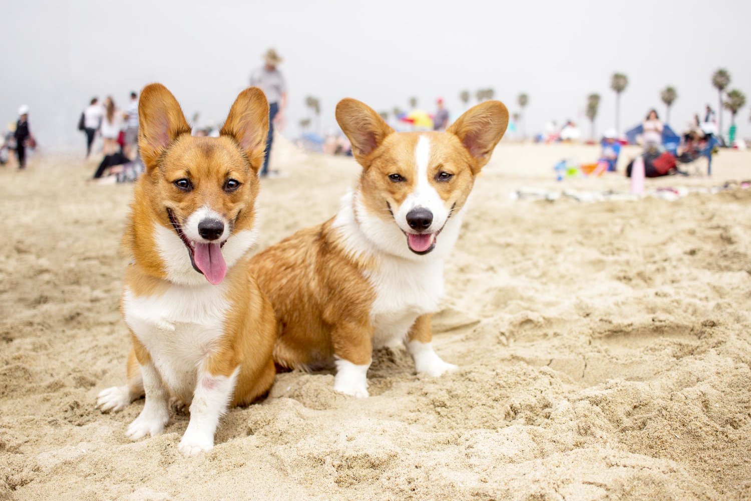 Orange-County-Dog-Photography-Pet-Huntington-Dog-Beach-SoCal-Corgi-Beach-Day_Steamer-Lee_011.JPG
