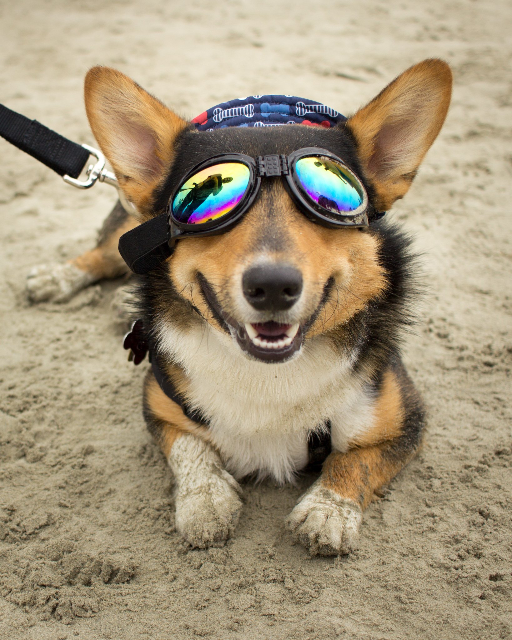 Orange County Pet and Dog Photography - by Steamer Lee - Corgi Beach Day - Southern Caliornia  18.JPG