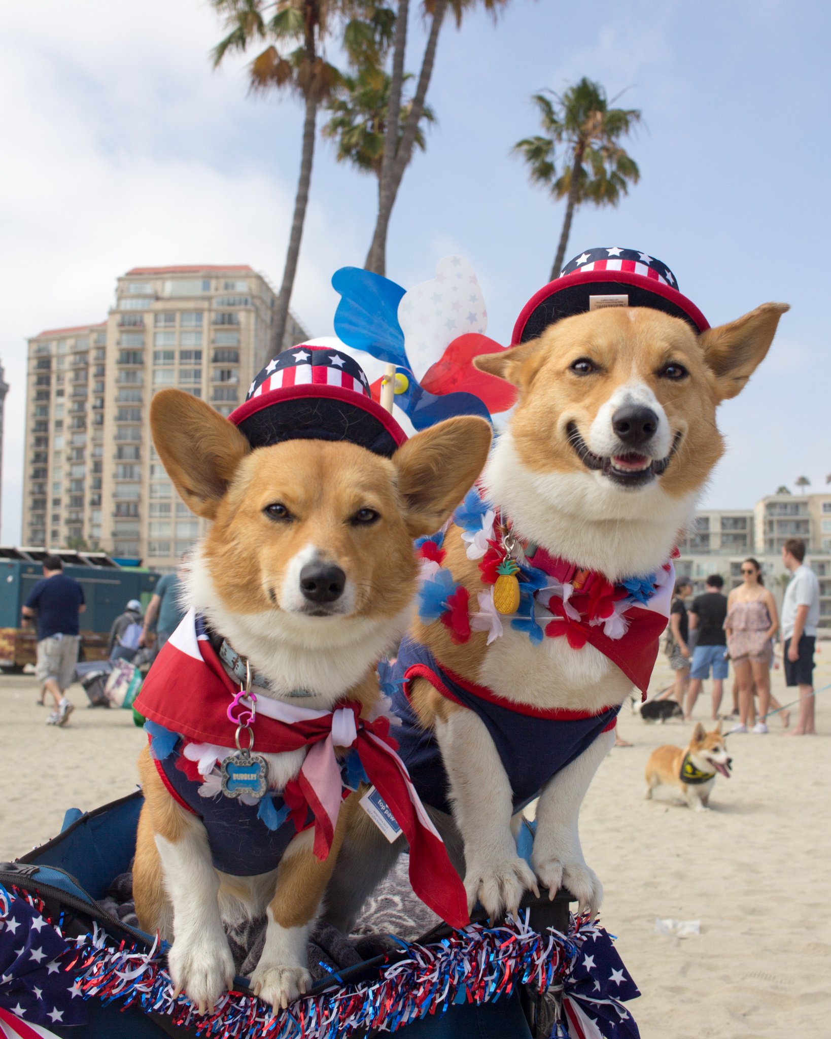 Orange County Pet and Dog Photography - by Steamer Lee - Corgi Beach Day - Southern Caliornia  31.JPG