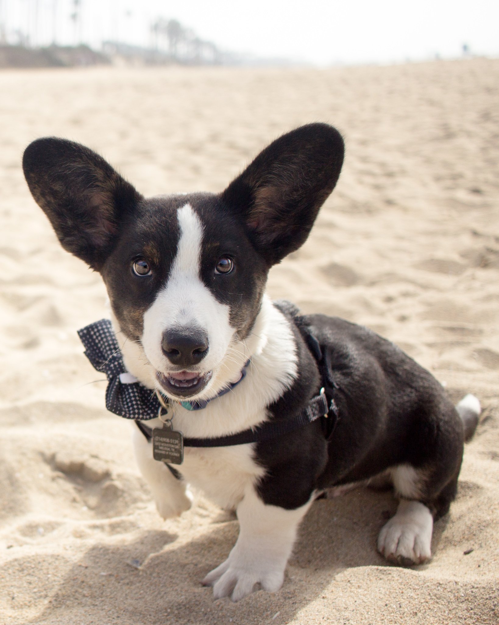 Orange County Pet and Dog Photography - by Steamer Lee - Corgi Beach Day - Southern Caliornia  33.jpg