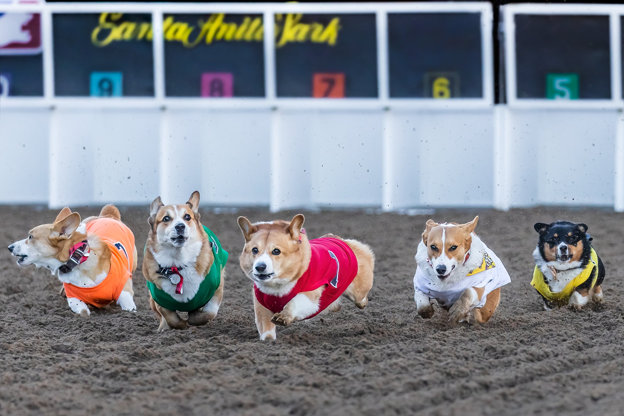 Kilo, Bacon and Other Pups Semi Race.jpg