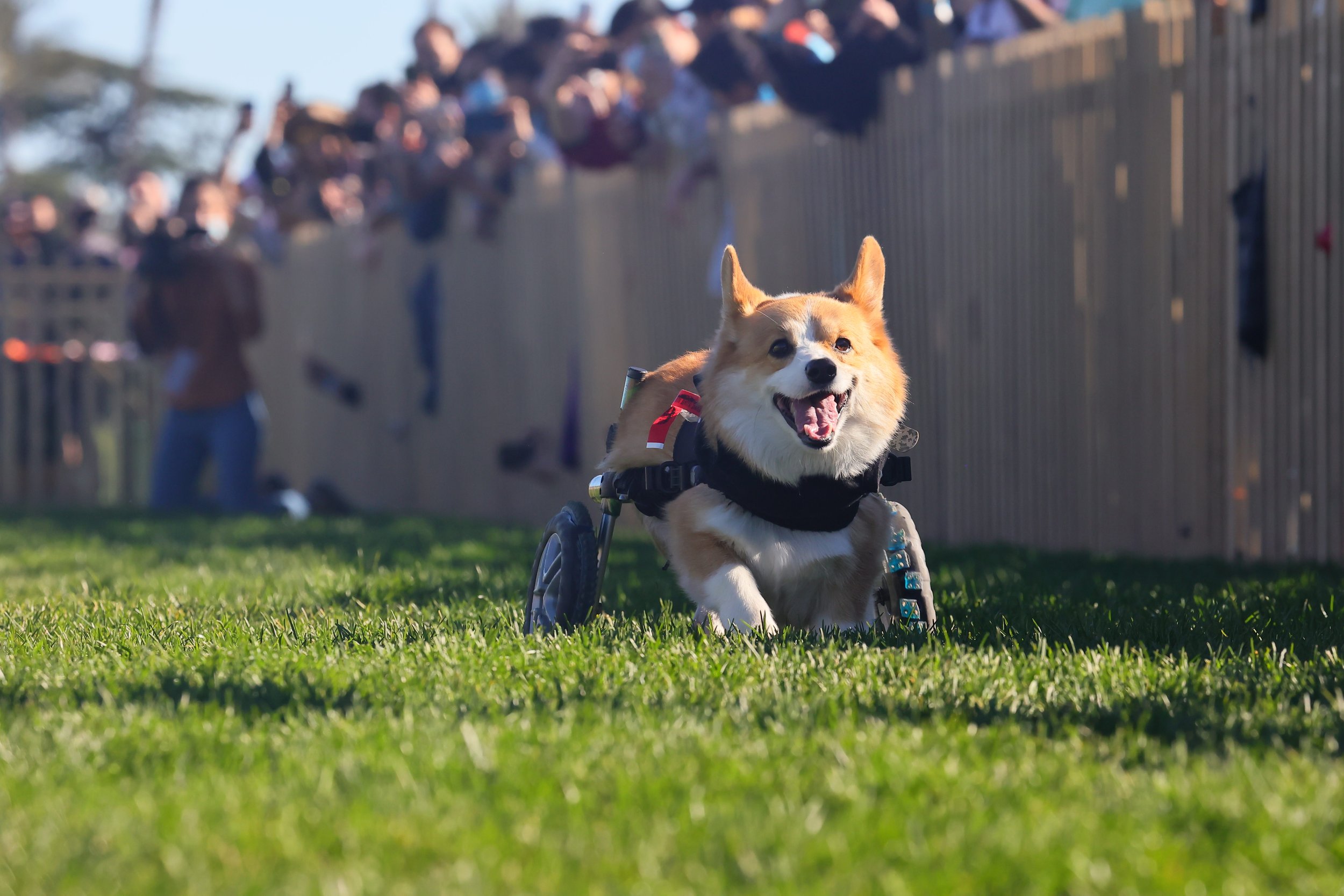 Corgi racing: Which fluffy pup will be champ at Santa Anita?