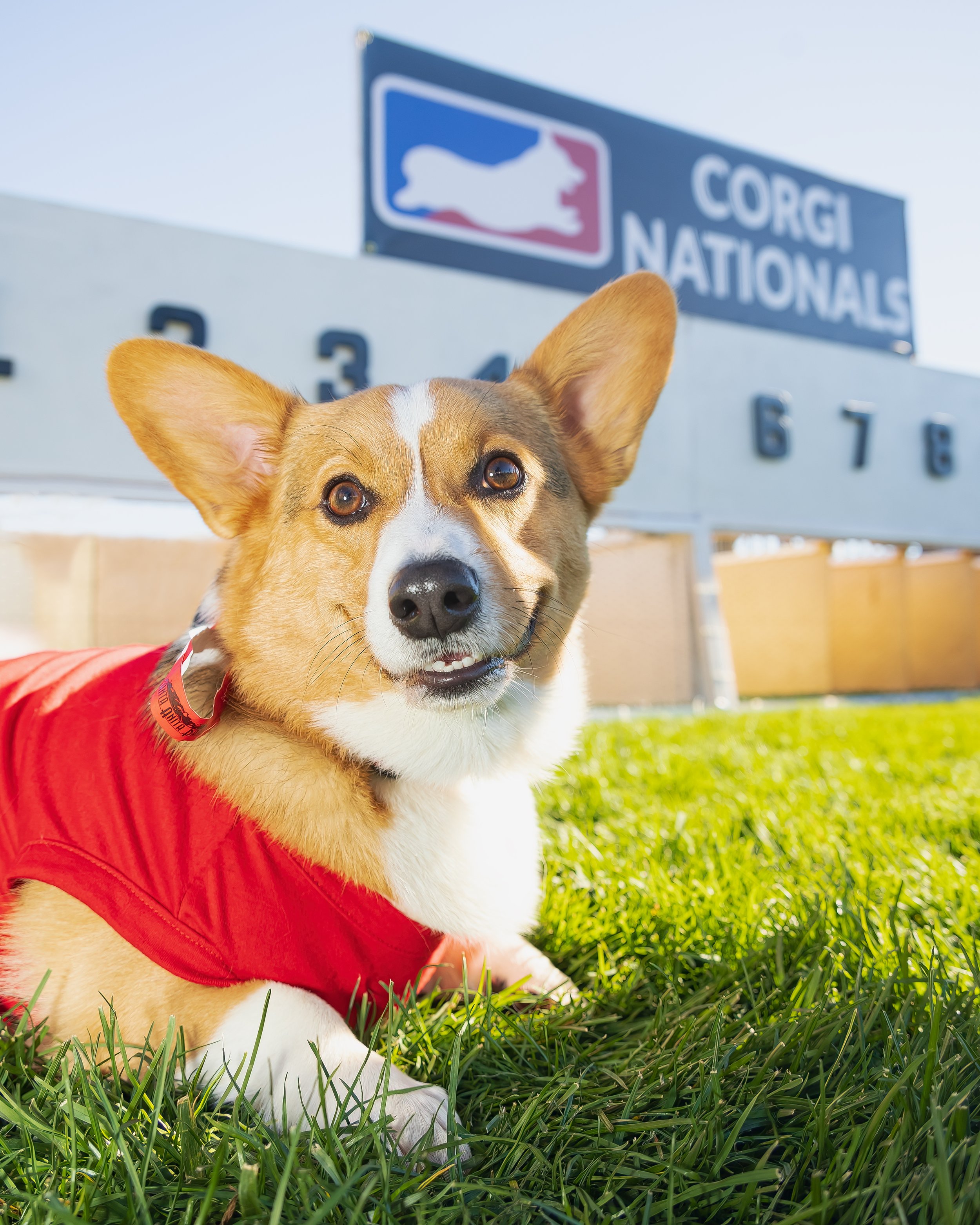 Red Corgi Smiling With National Sign.jpg