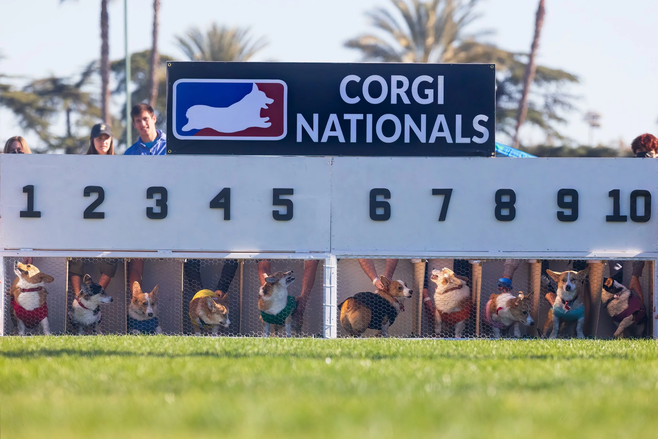 Corgis In the Starting Gate.jpg