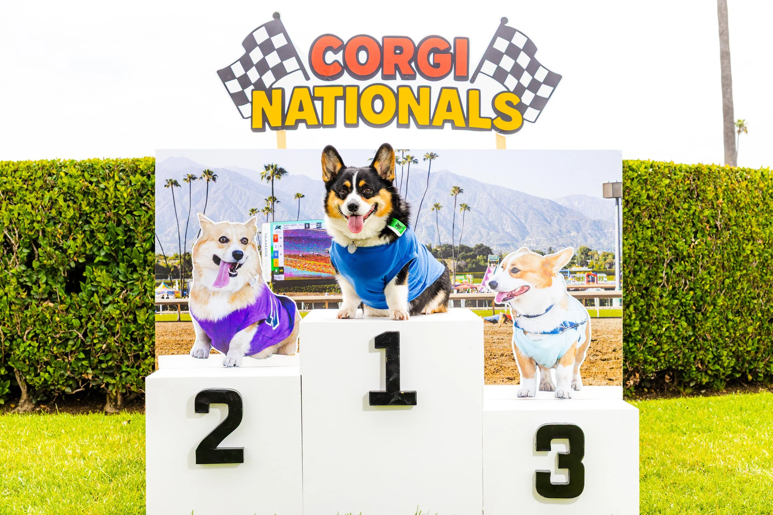20250525_winners podium at 2025 summer corgi nationals-CR7_0204.jpg