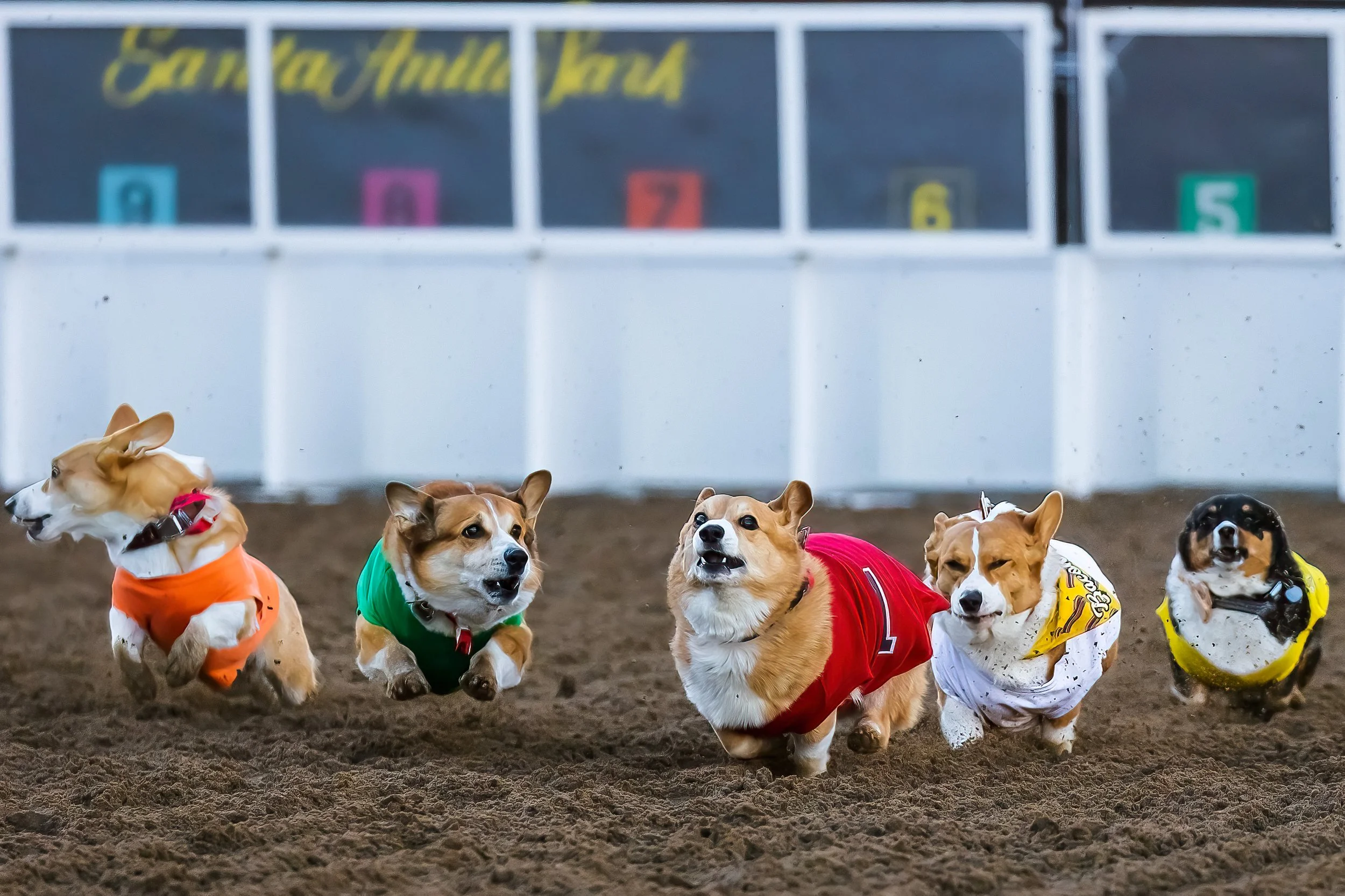 Corgis Running for the Goldjpg (1).jpg