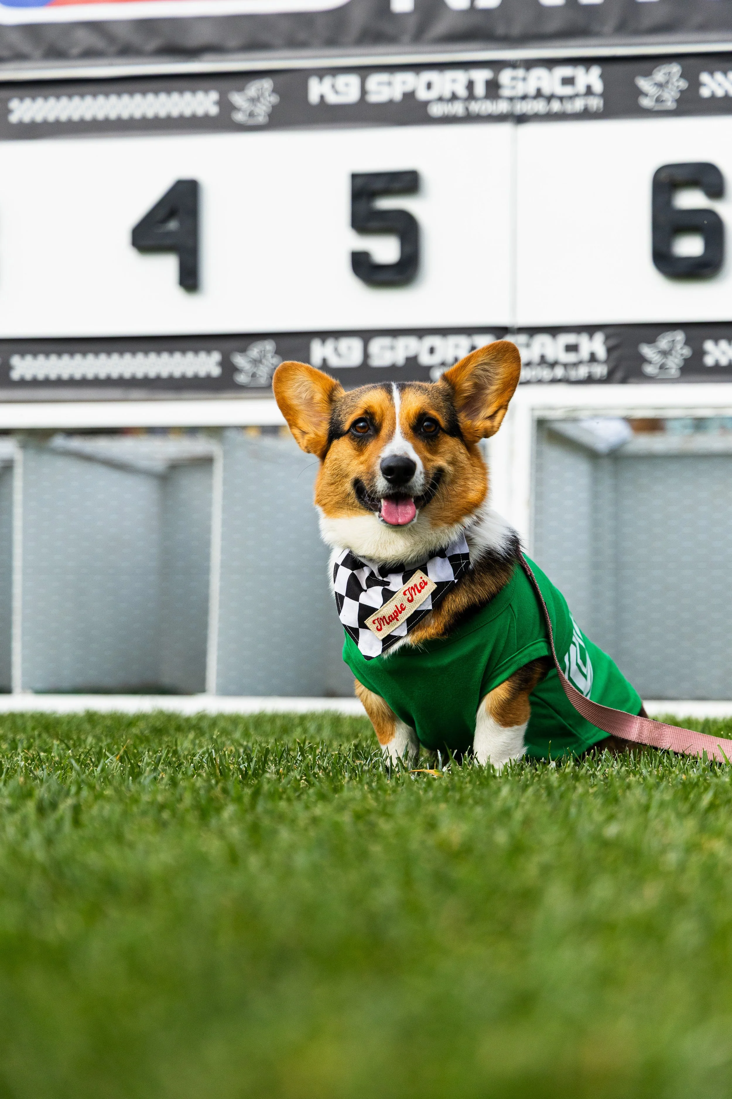 20260215_2026 winter corgi nationals-OU3A9017.jpg