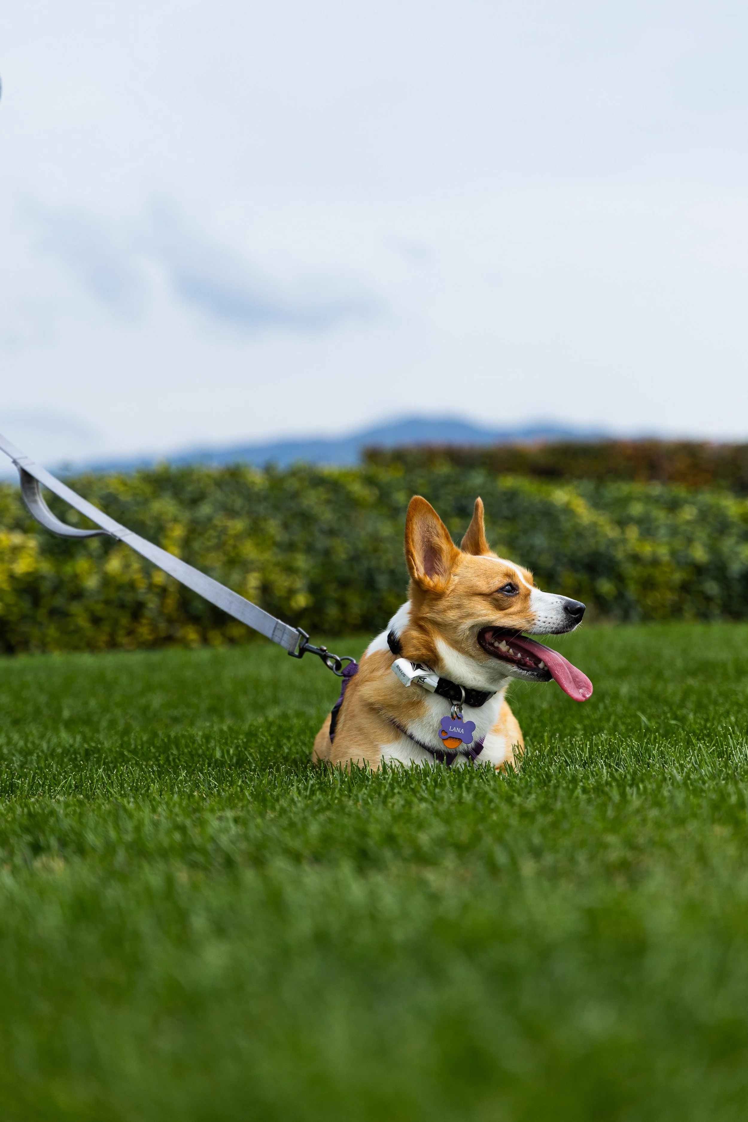 20260215_2026 winter corgi nationals-OU3A8265.jpg