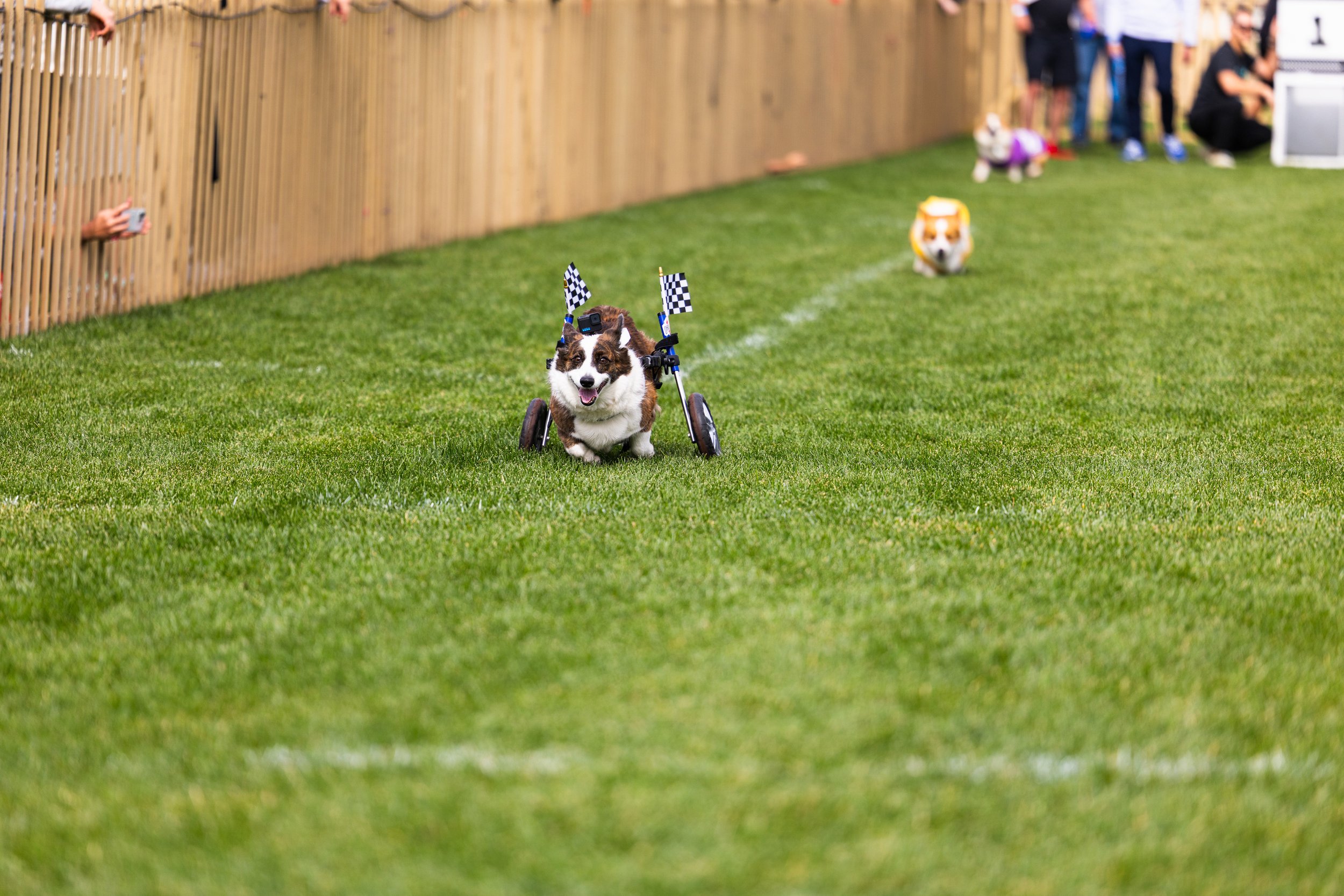20260215_2026 winter corgi nationals-4O9A9476.jpg
