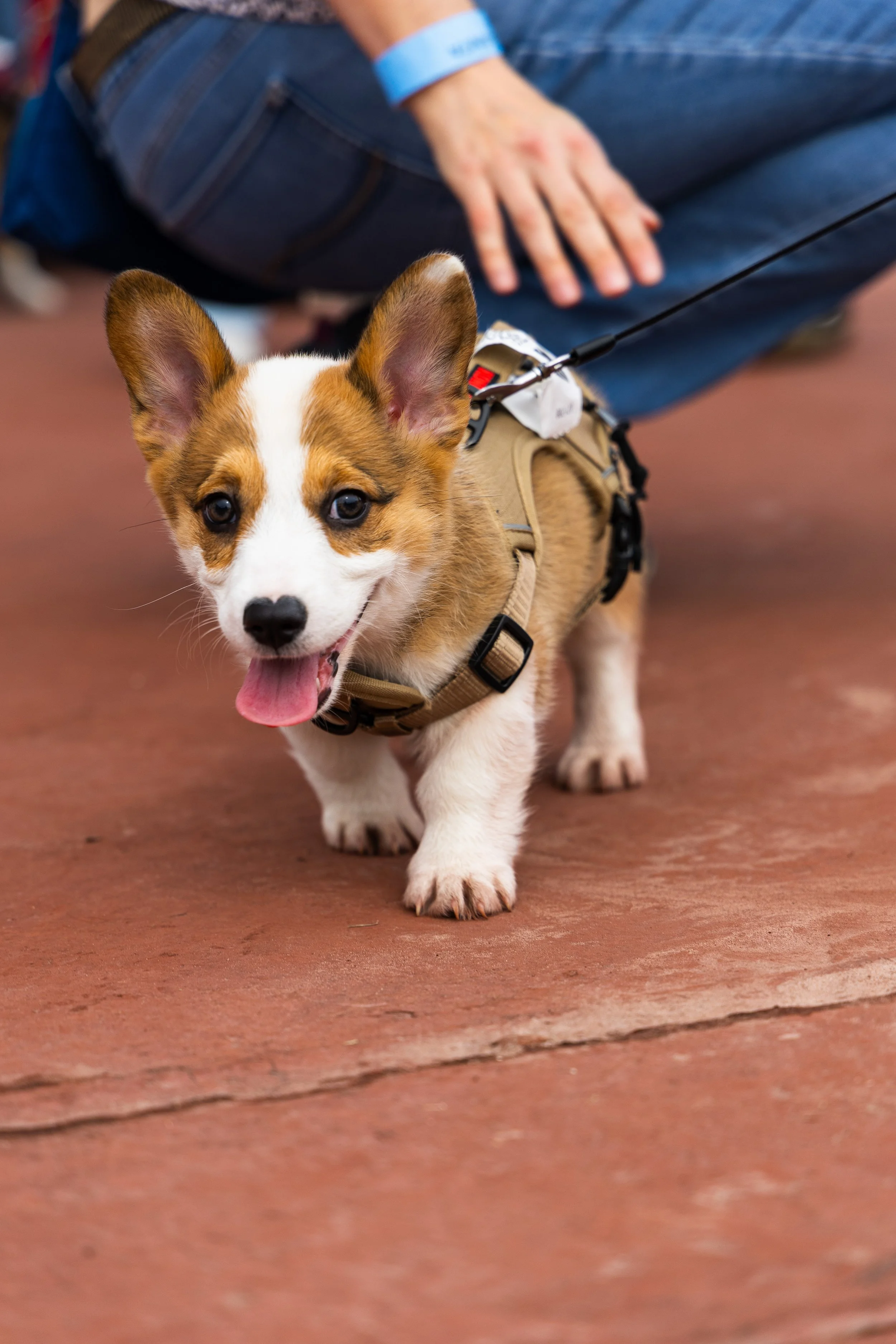 20260215_2026 winter corgi nationals-OU3A7977.jpg