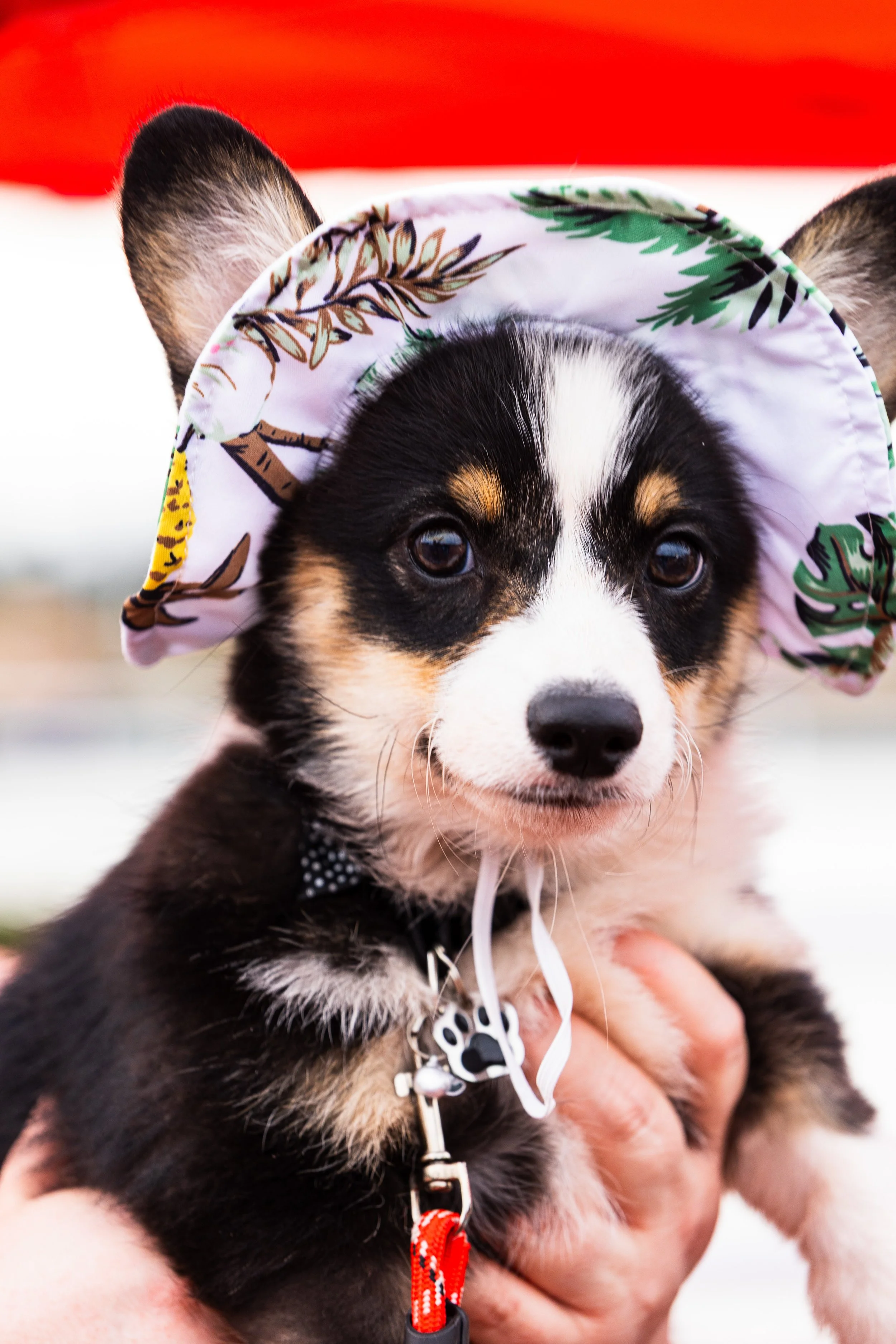 20260215_2026 winter corgi nationals-CR6_0442.jpg