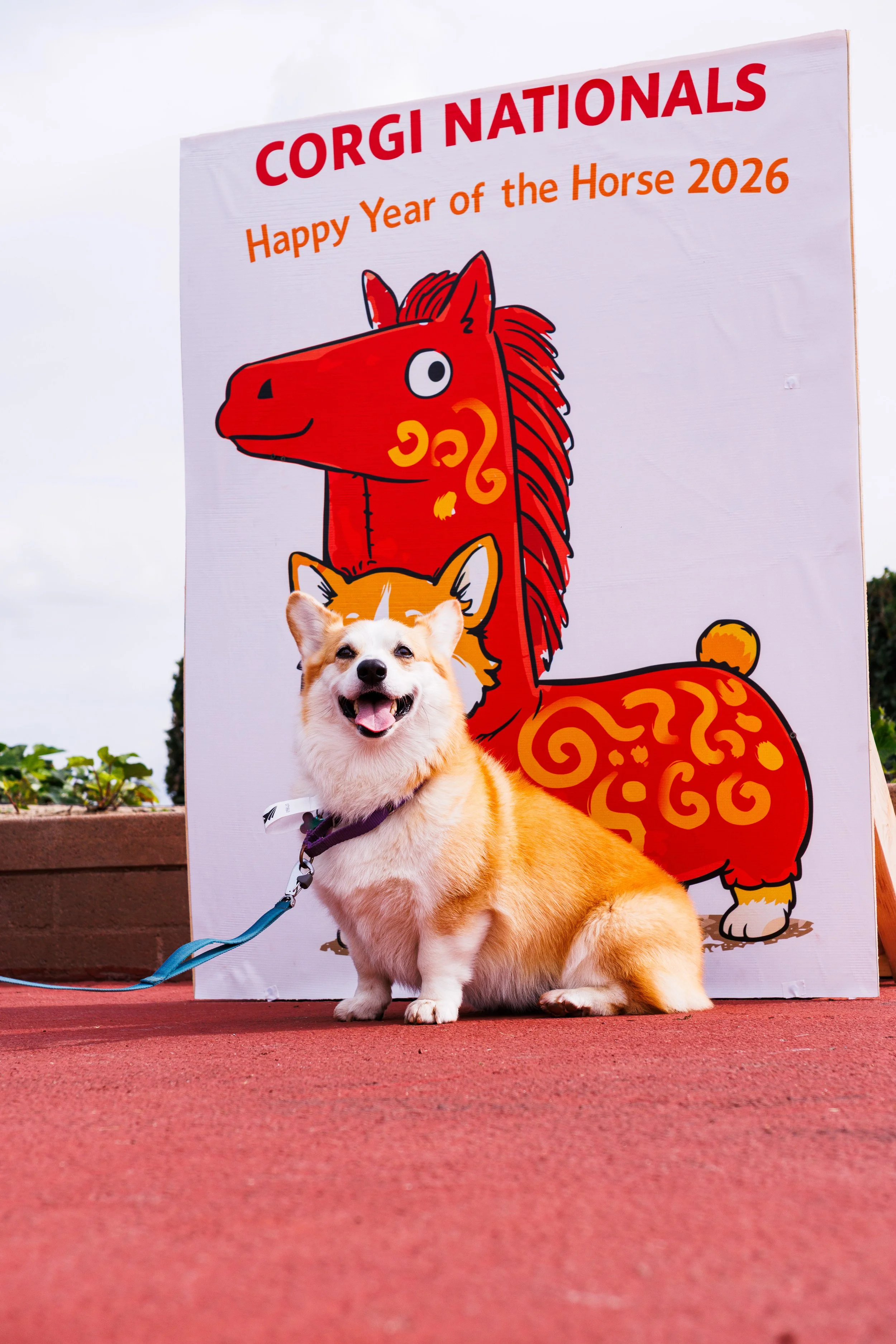 20260215_2026 winter corgi nationals-CR7_0042.jpg