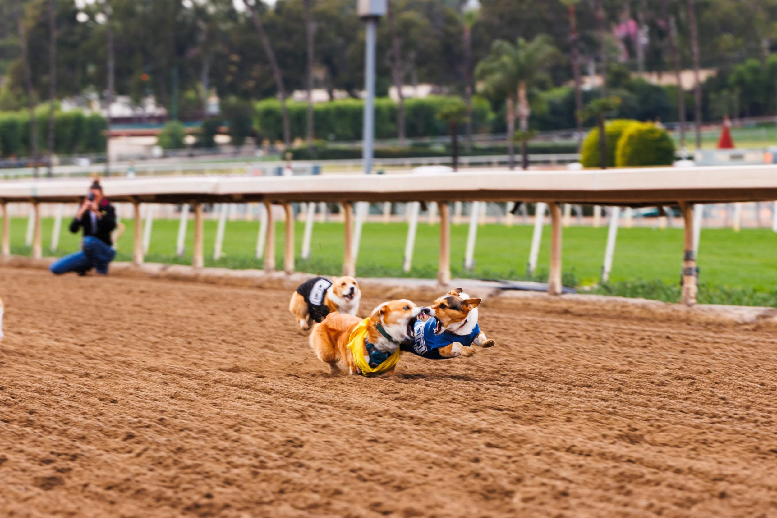 20260215_2026 winter corgi nationals-CR7_0383.jpg