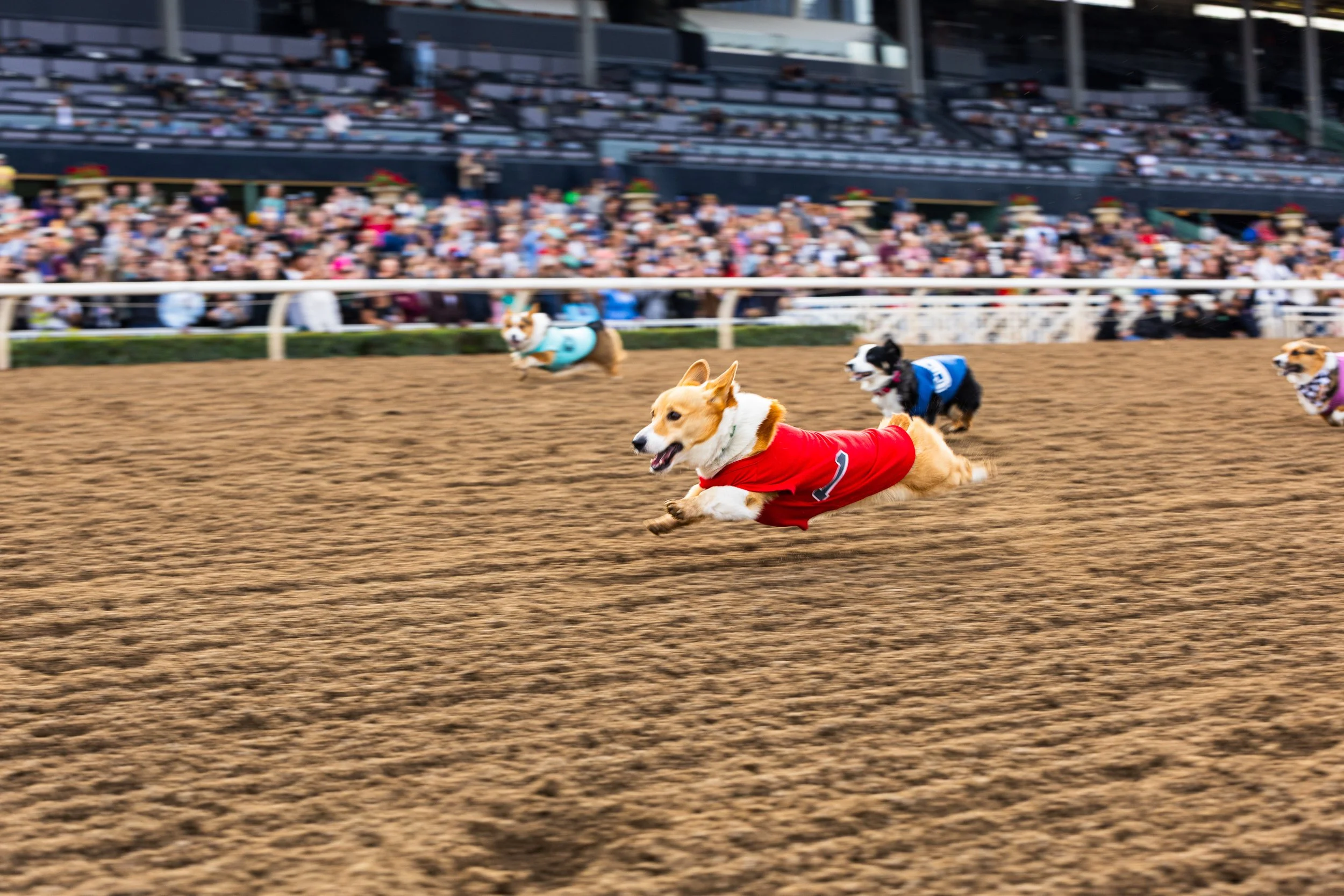 20260215_2026 winter corgi nationals-CR6_0284.jpg