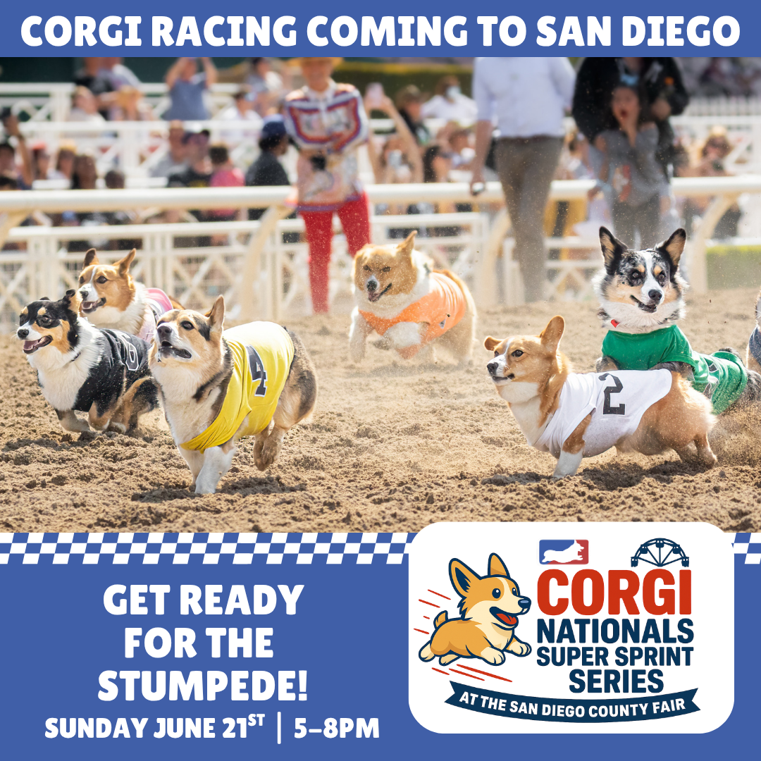 CORGI NATIONALS SUPER SPRINT SERIES at the SAN DIEGO COUNTY FAIR