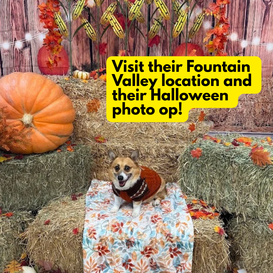 Corgi (24).png