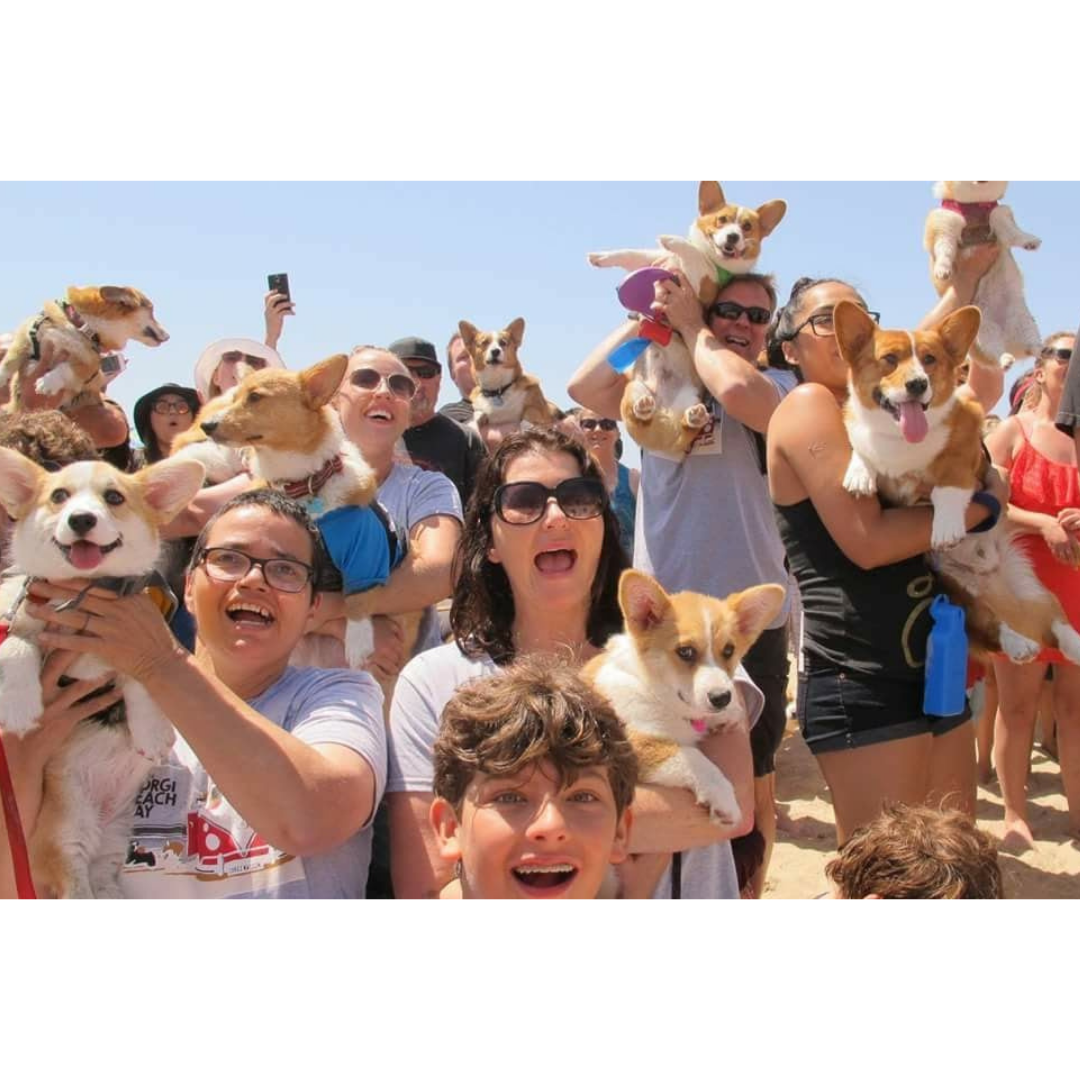 Mr. Pickles hard at work, - So Cal Corgi Beach Day