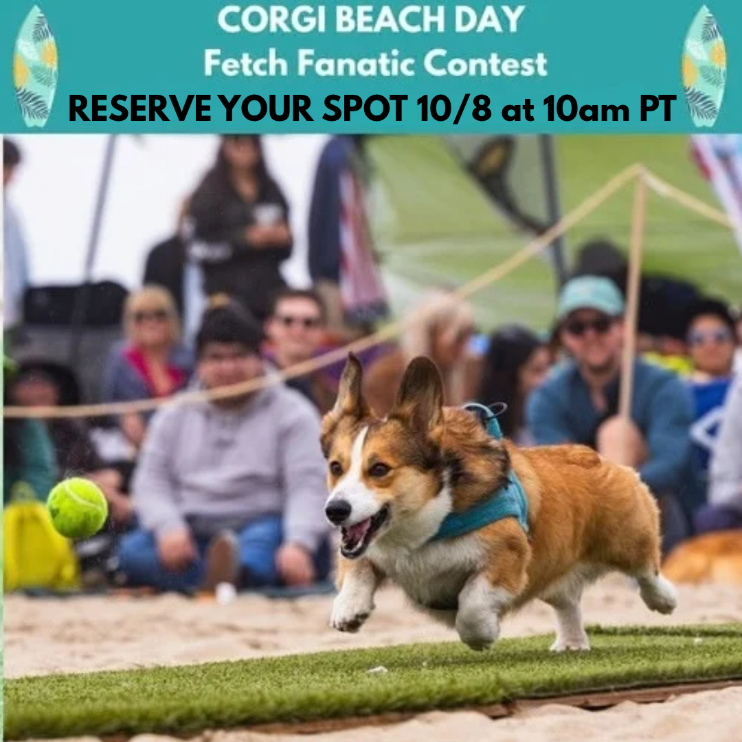 CORGI BEACH DAY SCHEDULE OF EVENTS GRAPHICS.png