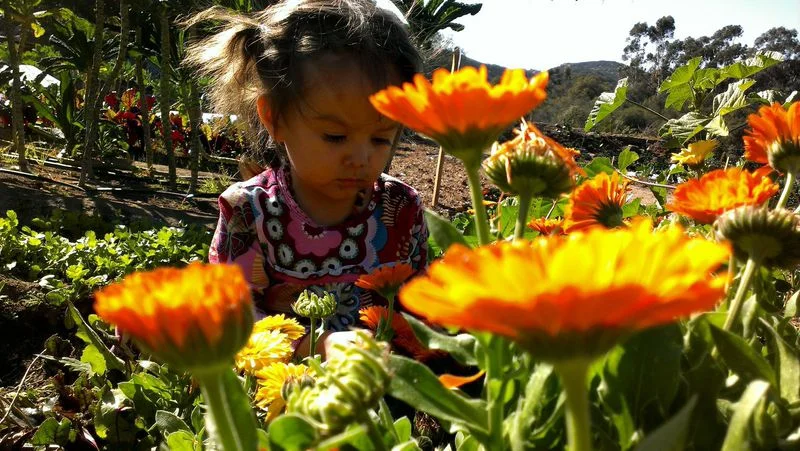Our baby girl Shakti learning about edible flowers (calendulas).