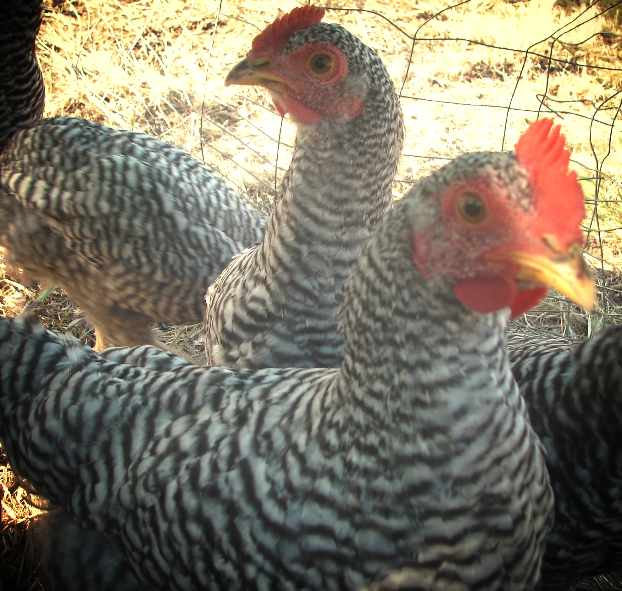 Some of our best egg layers.