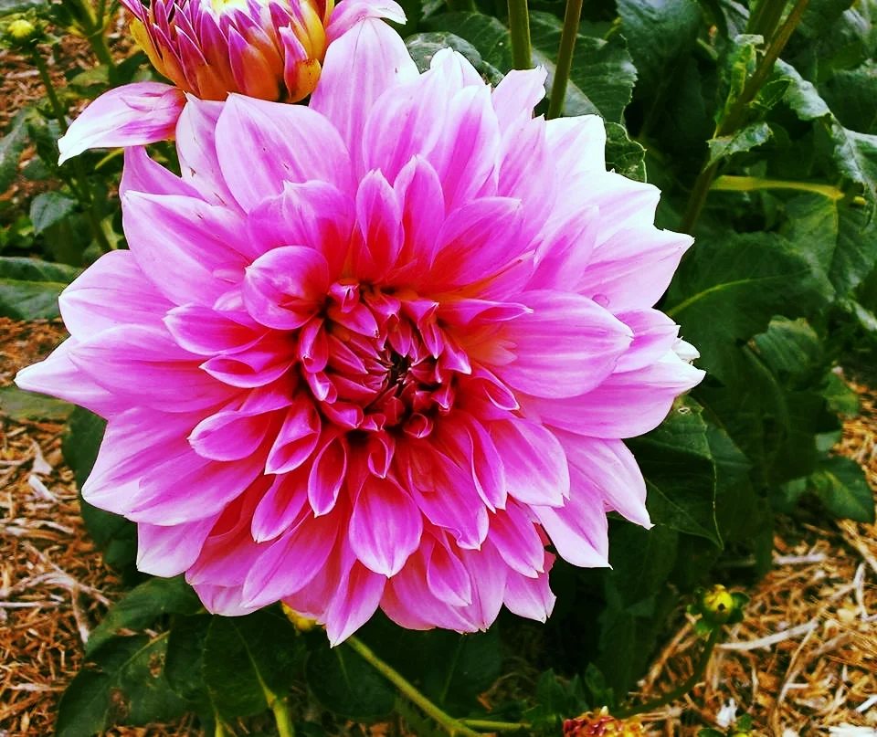 Our first dahlia blossom.