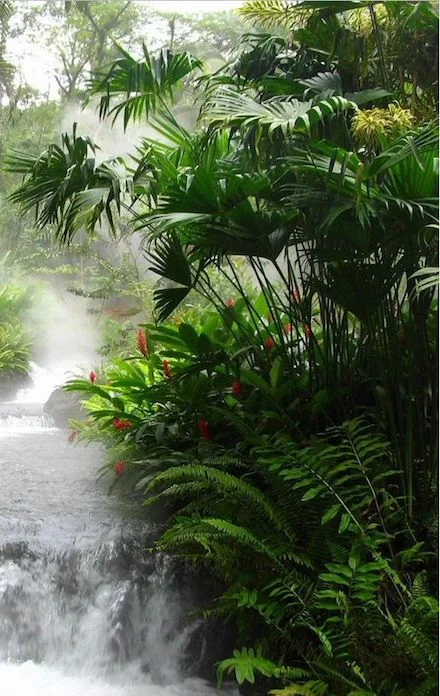 amazon rainforest.jpg