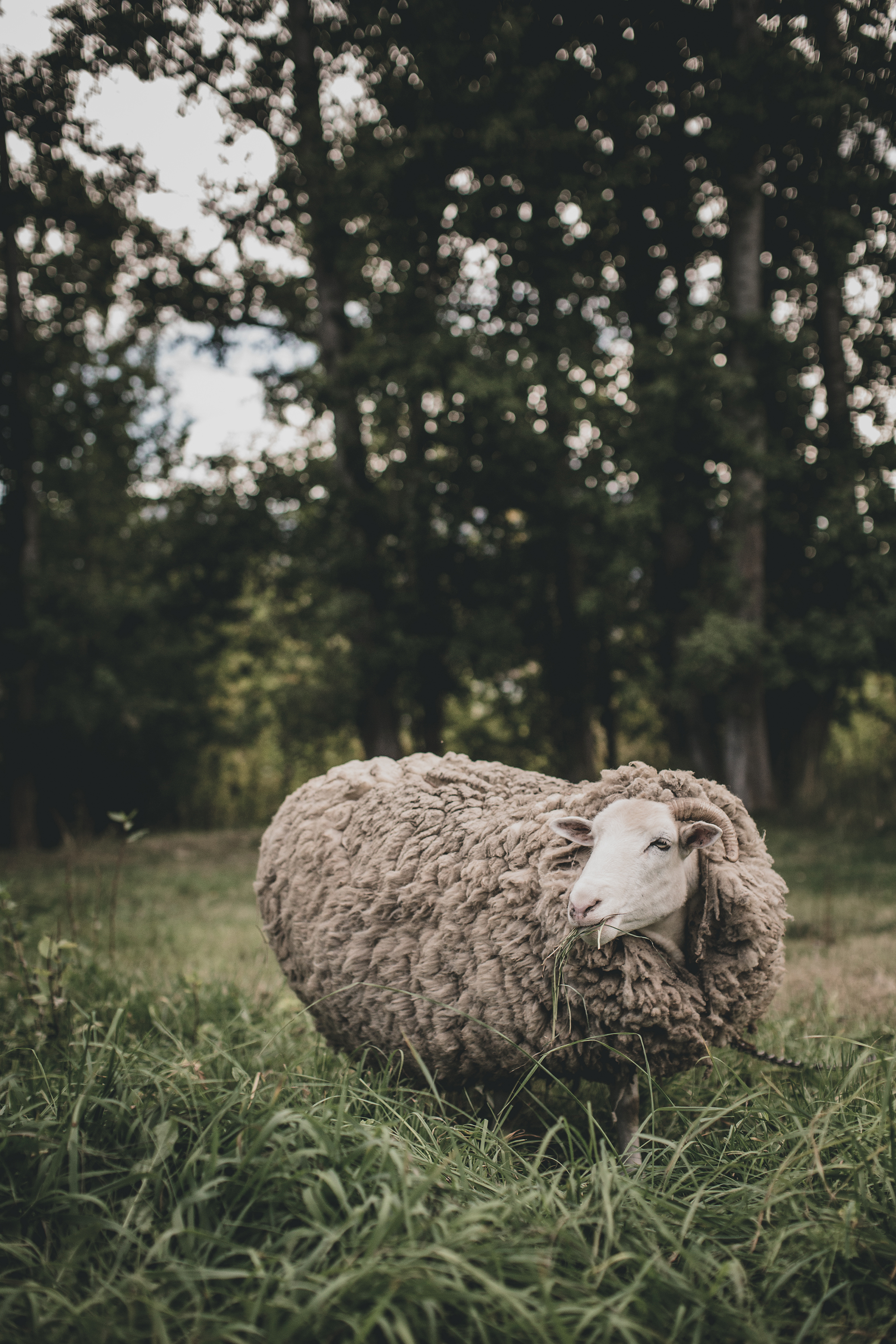 © duston–todd–sheep-field.jpg