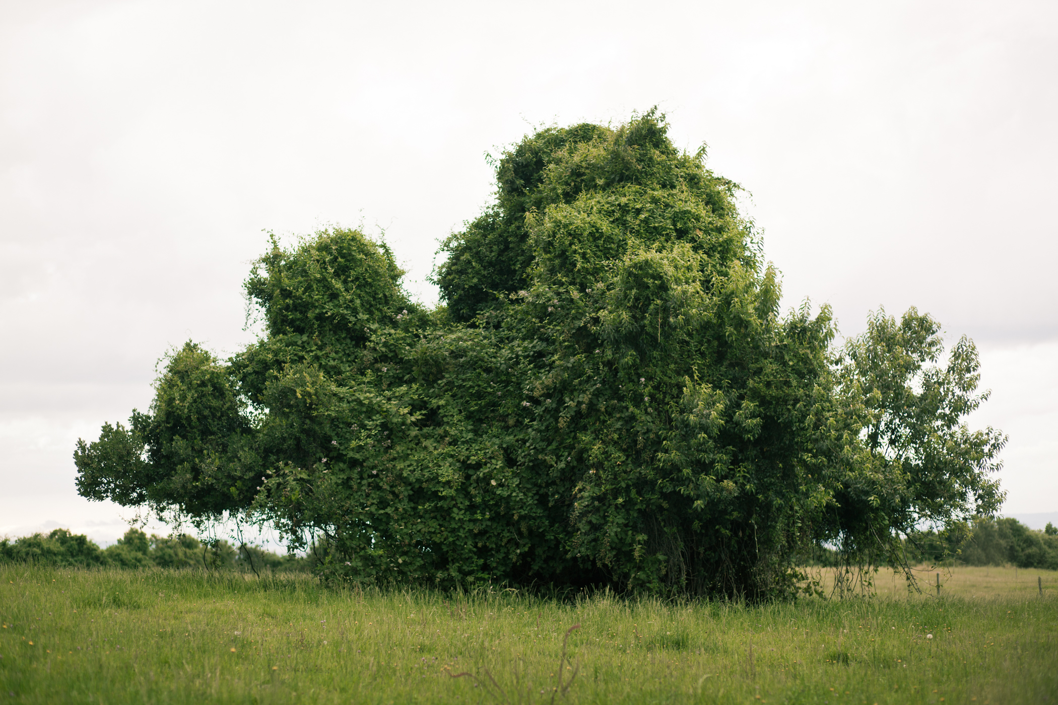 © duston todd_fine art_chile_tree.jpg