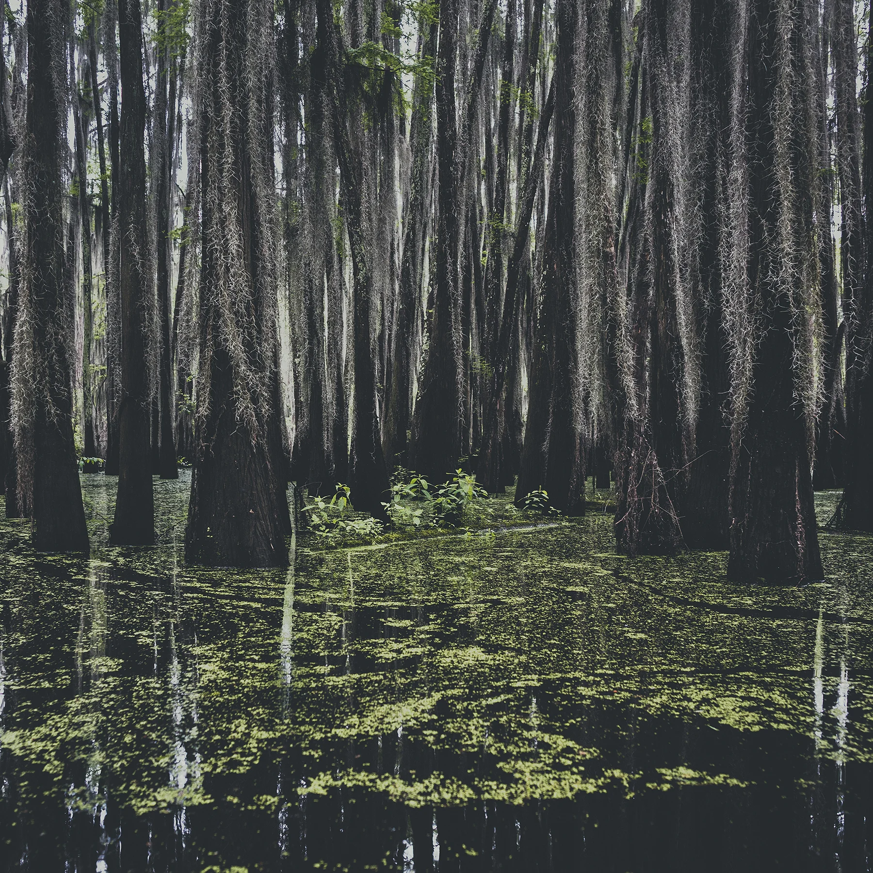 © duston todd_fine art_texas_biyou_swamp.jpg