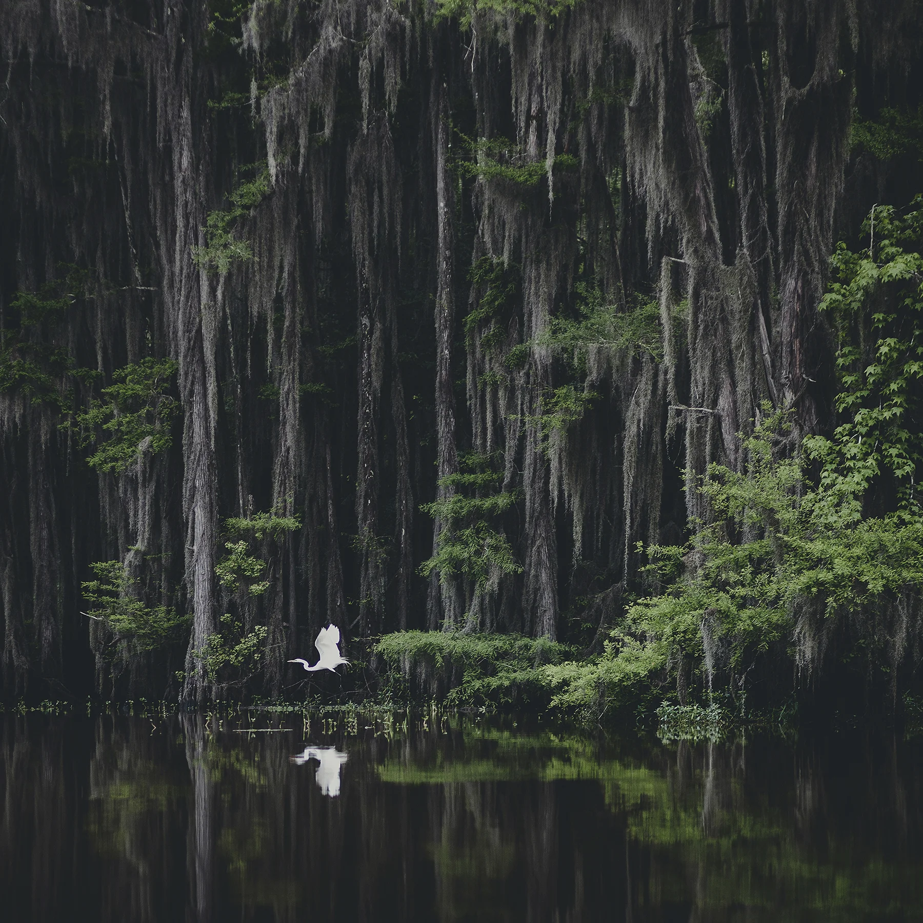 © duston todd_fine art_swamp_biyou_texas.jpg
