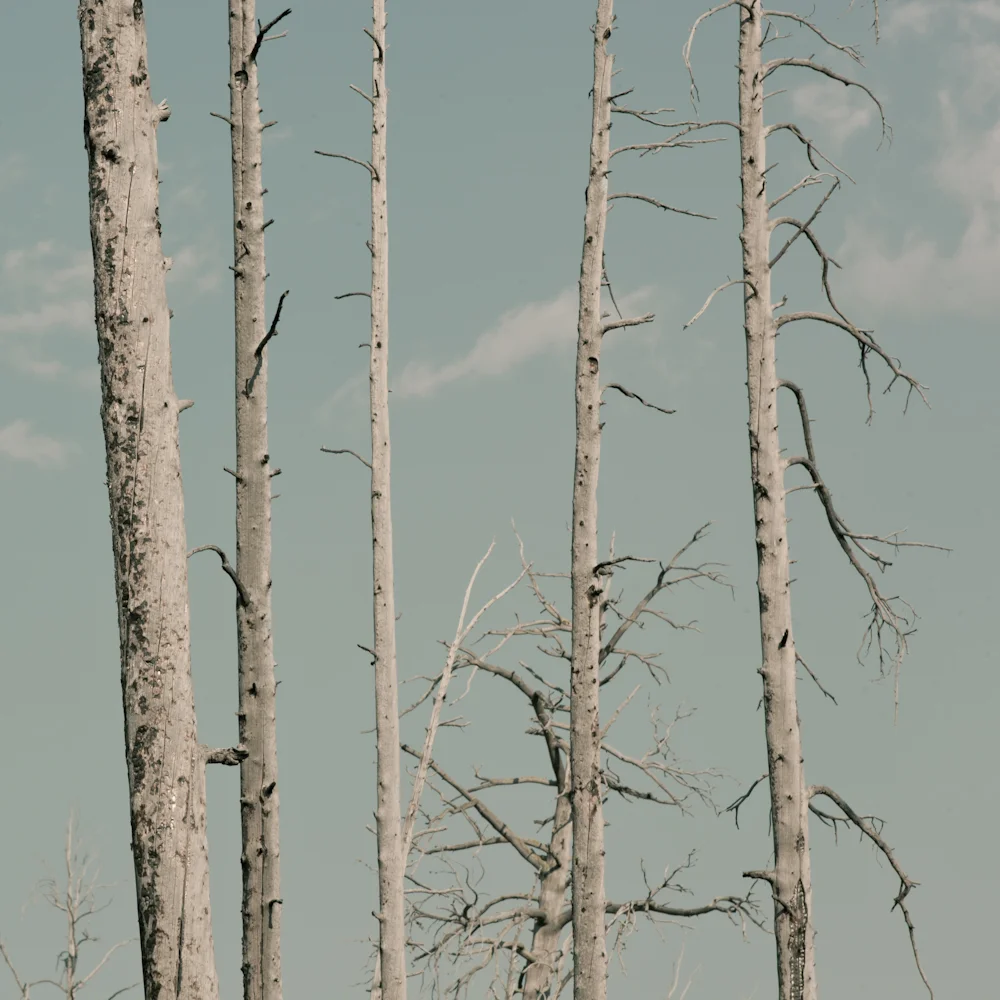 © duston todd_fine art_yellowstone_trees.jpg