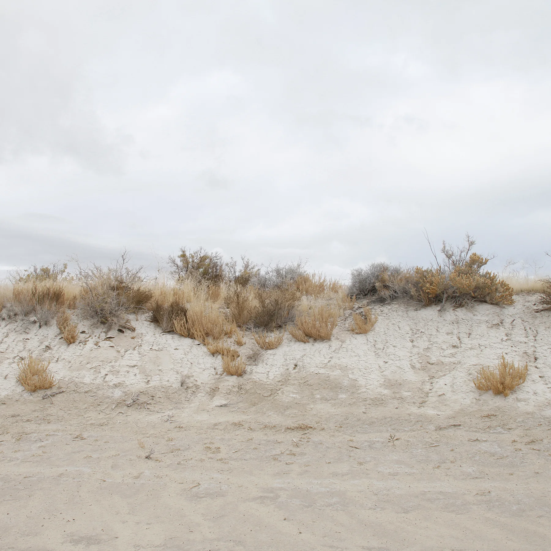 © duston todd_fine art_desert_landscape_brush_.jpg