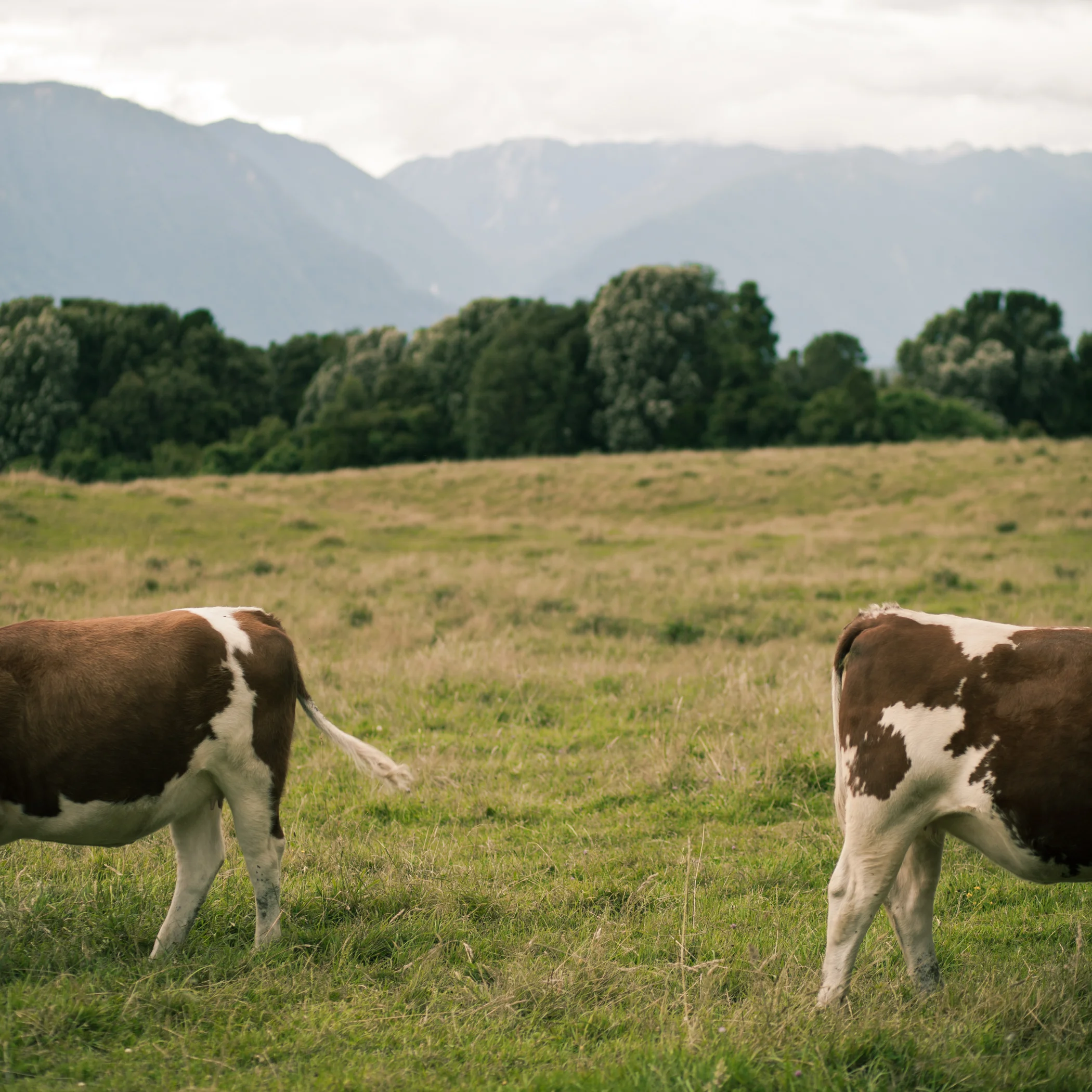 © duston todd_fine art_chile_cows.jpg