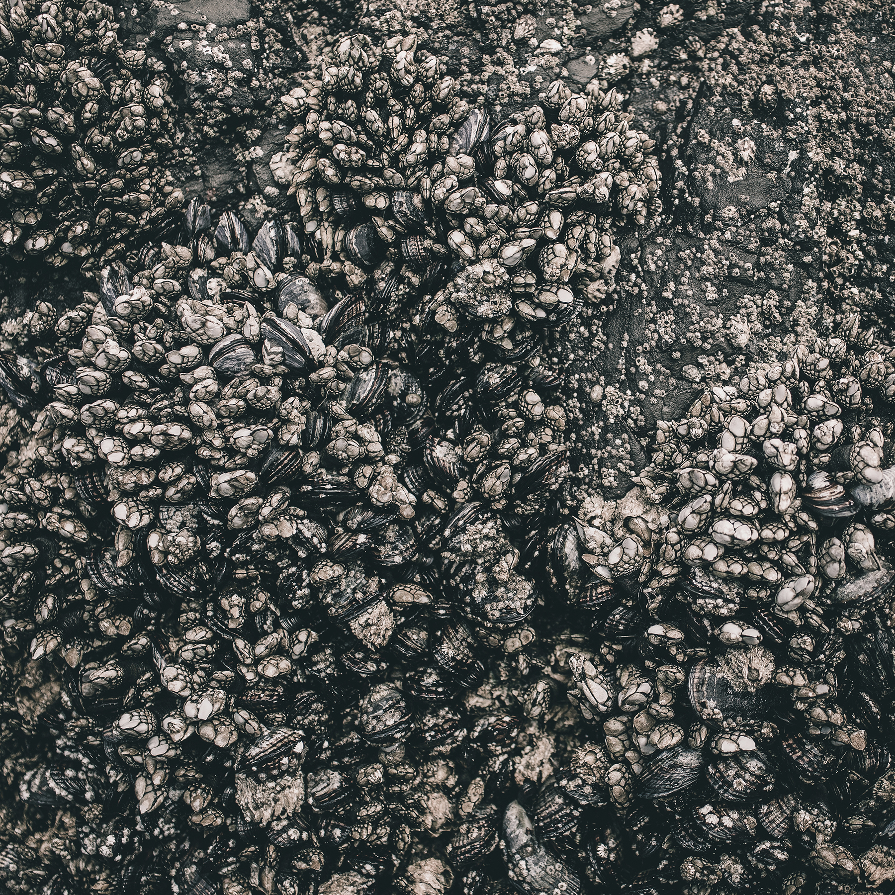 © duston todd_fine art_cluster_sea_.jpg