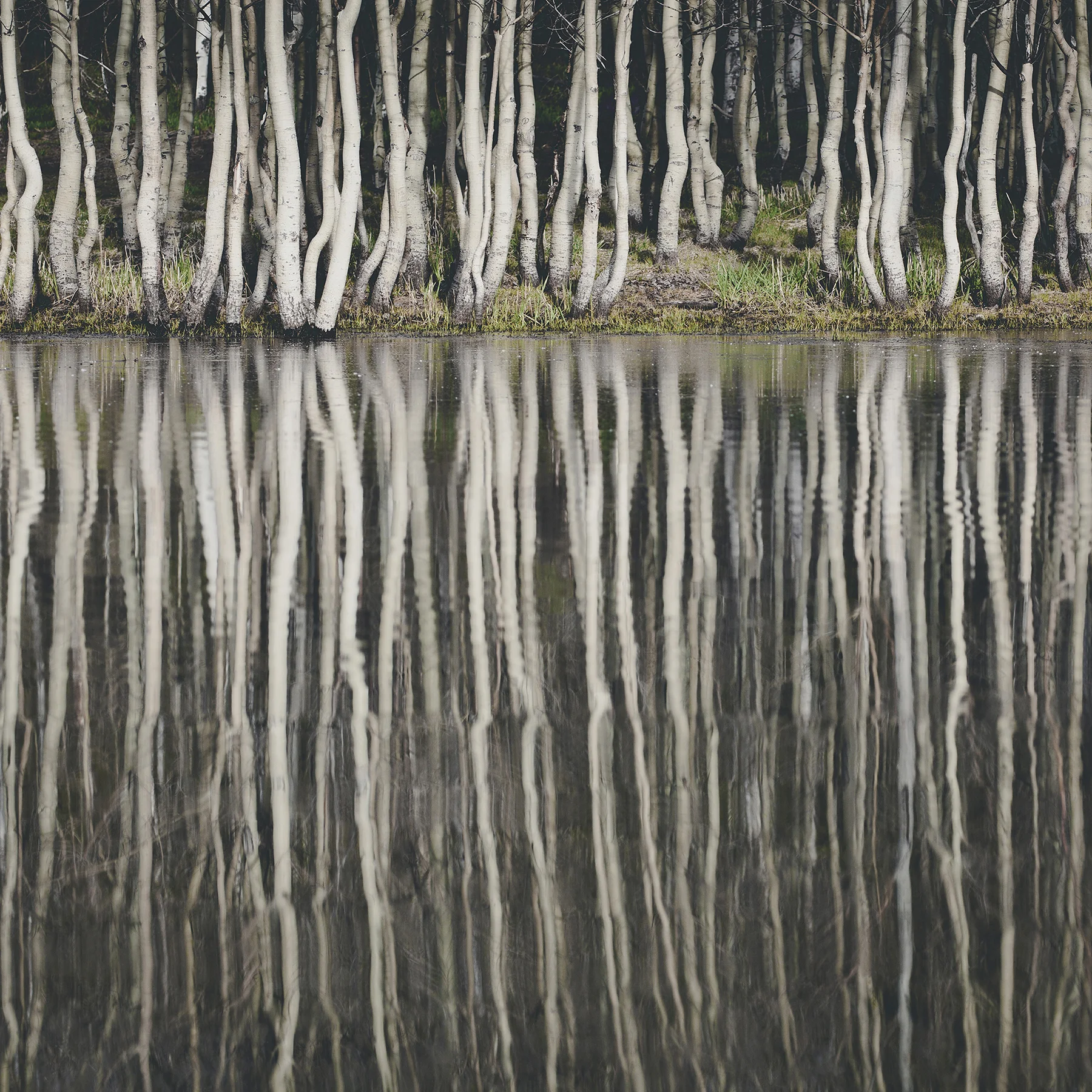 © duston todd_fine art_reflection_lines_trees_.jpg