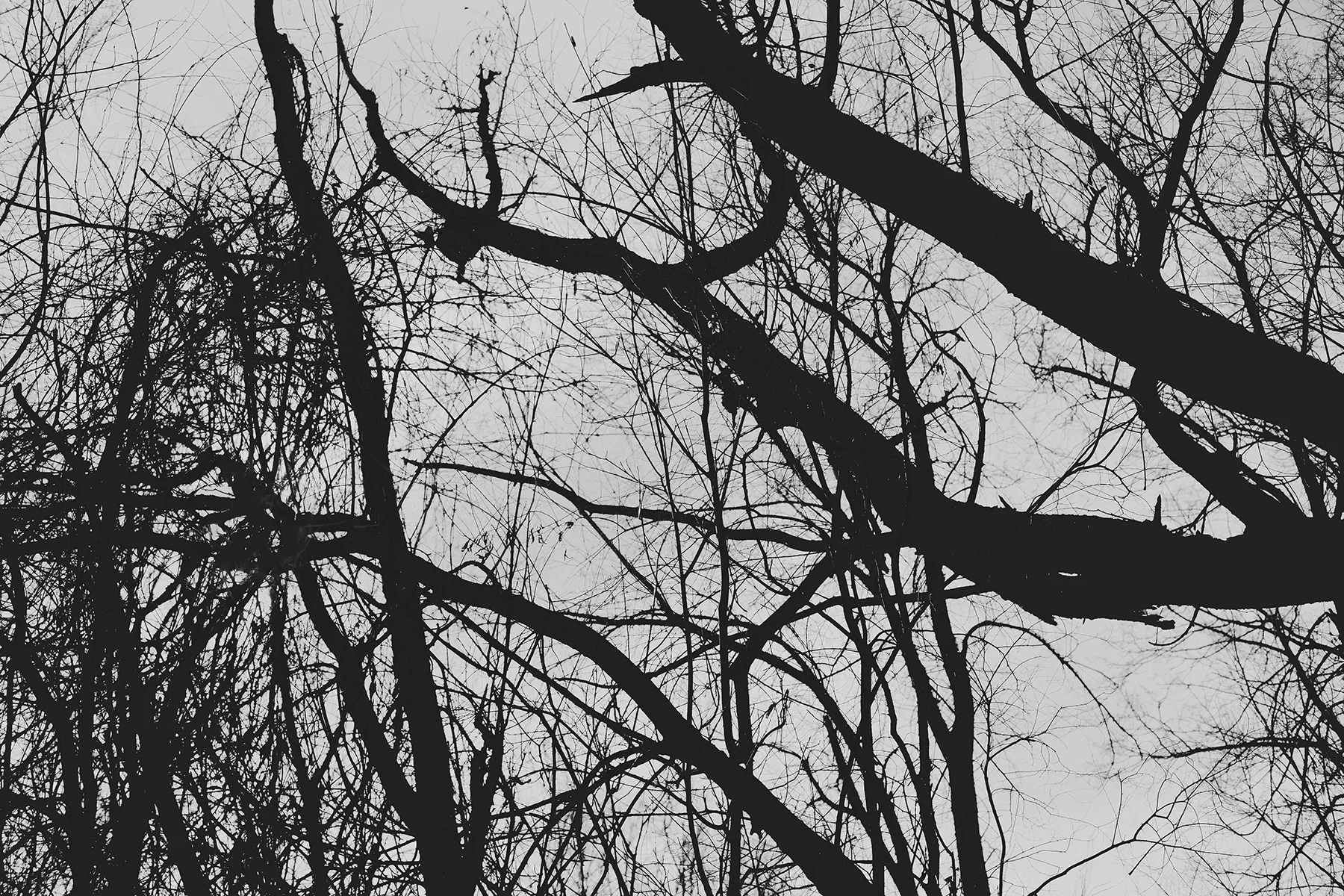 © duston todd_fine art_trees_lines_.jpg