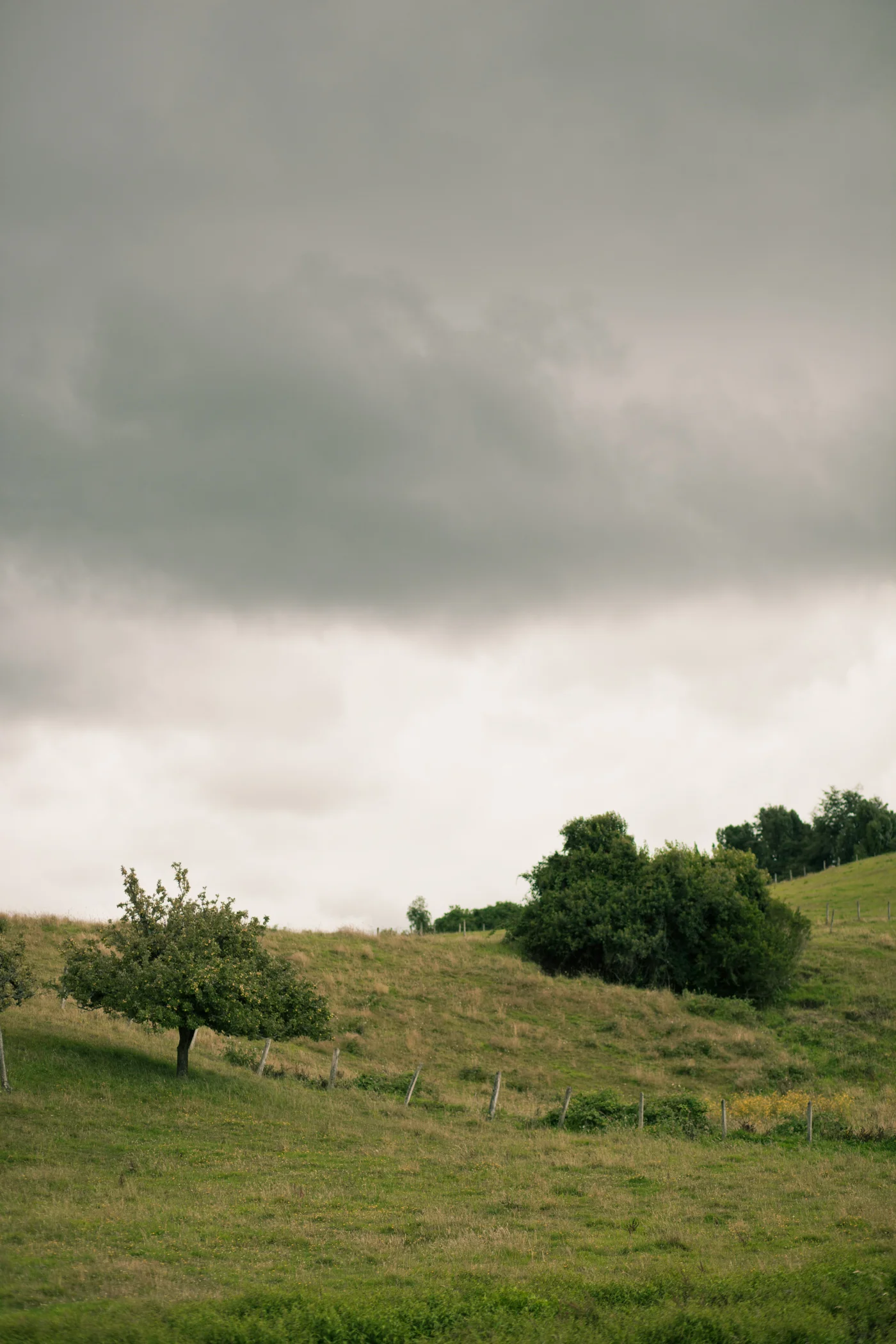 © duston todd_fine art_chile_trees.jpg