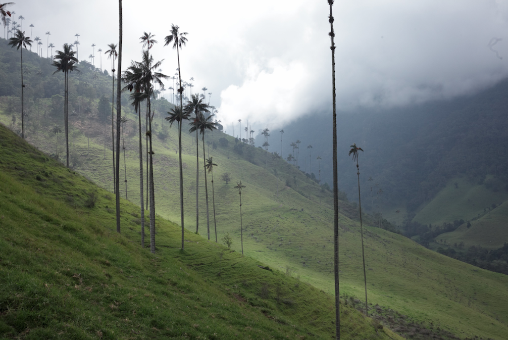 the one and only wax palms (#foreverpalmita!) in valle cocora