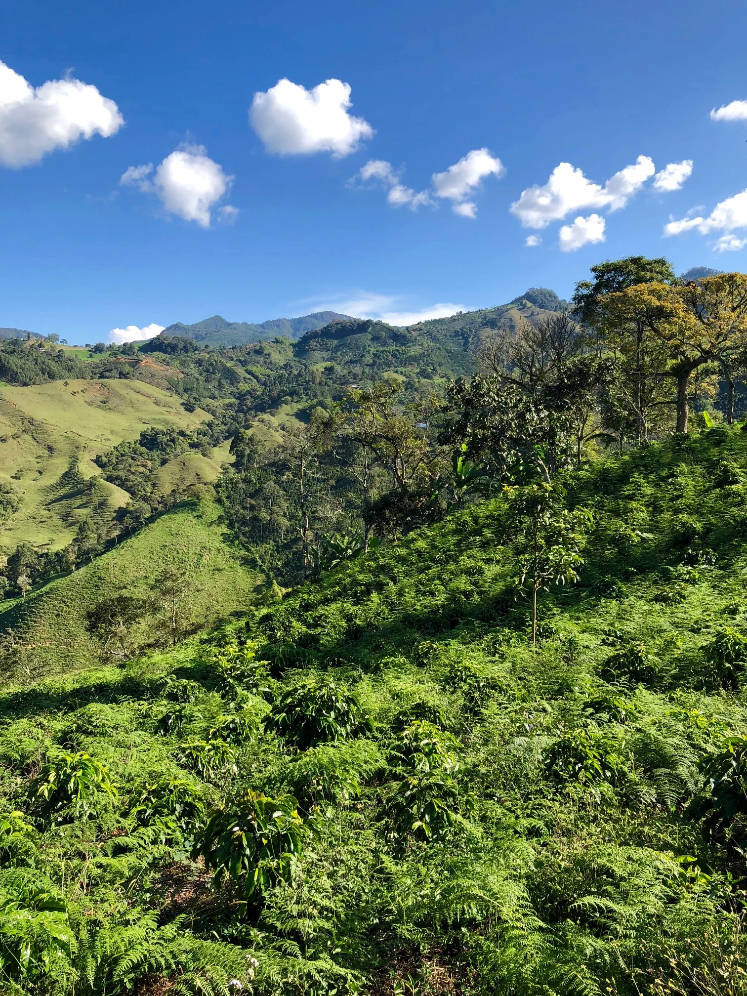 A sunny day over magnificent coffee country/smt.com